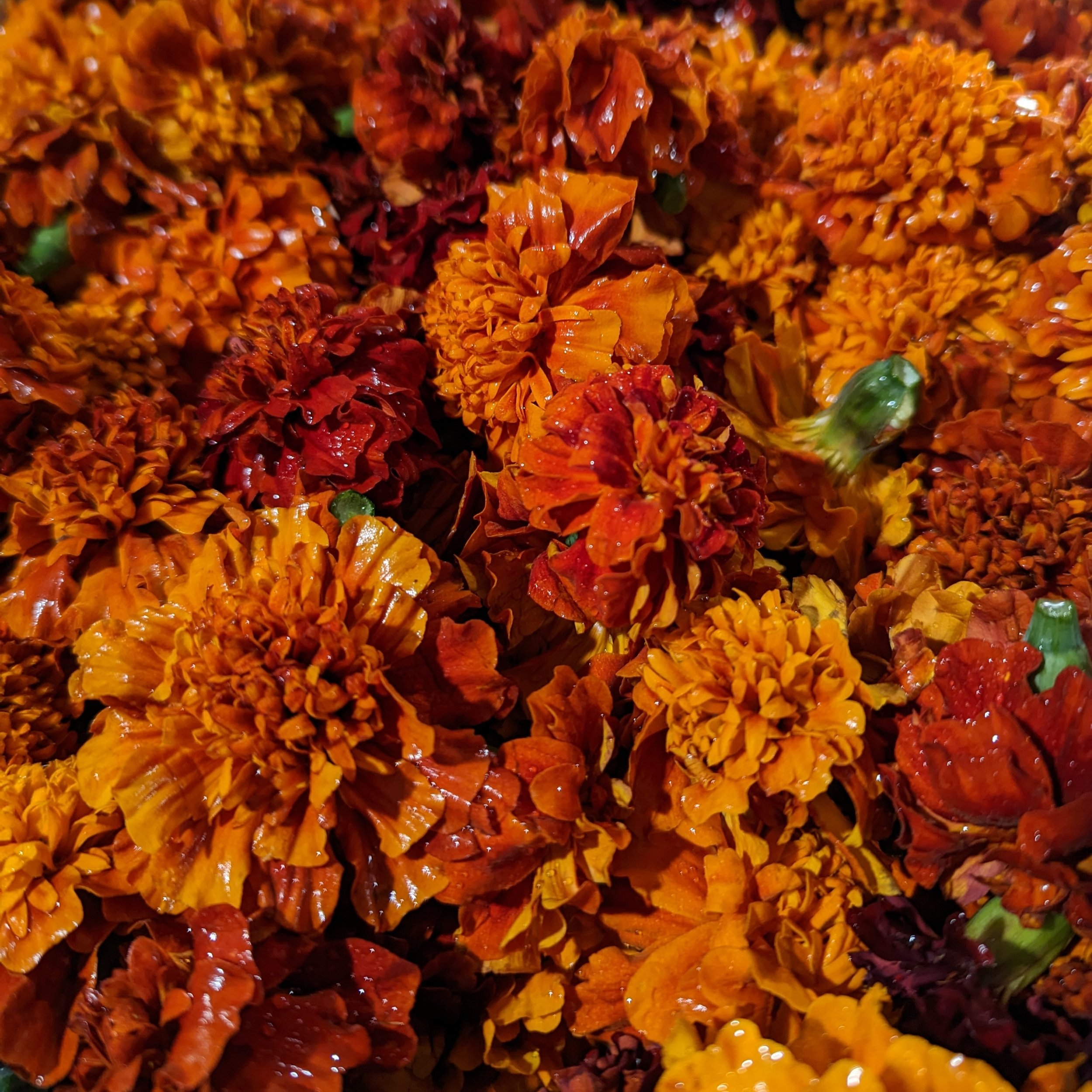 Fireball Marigolds.jpg