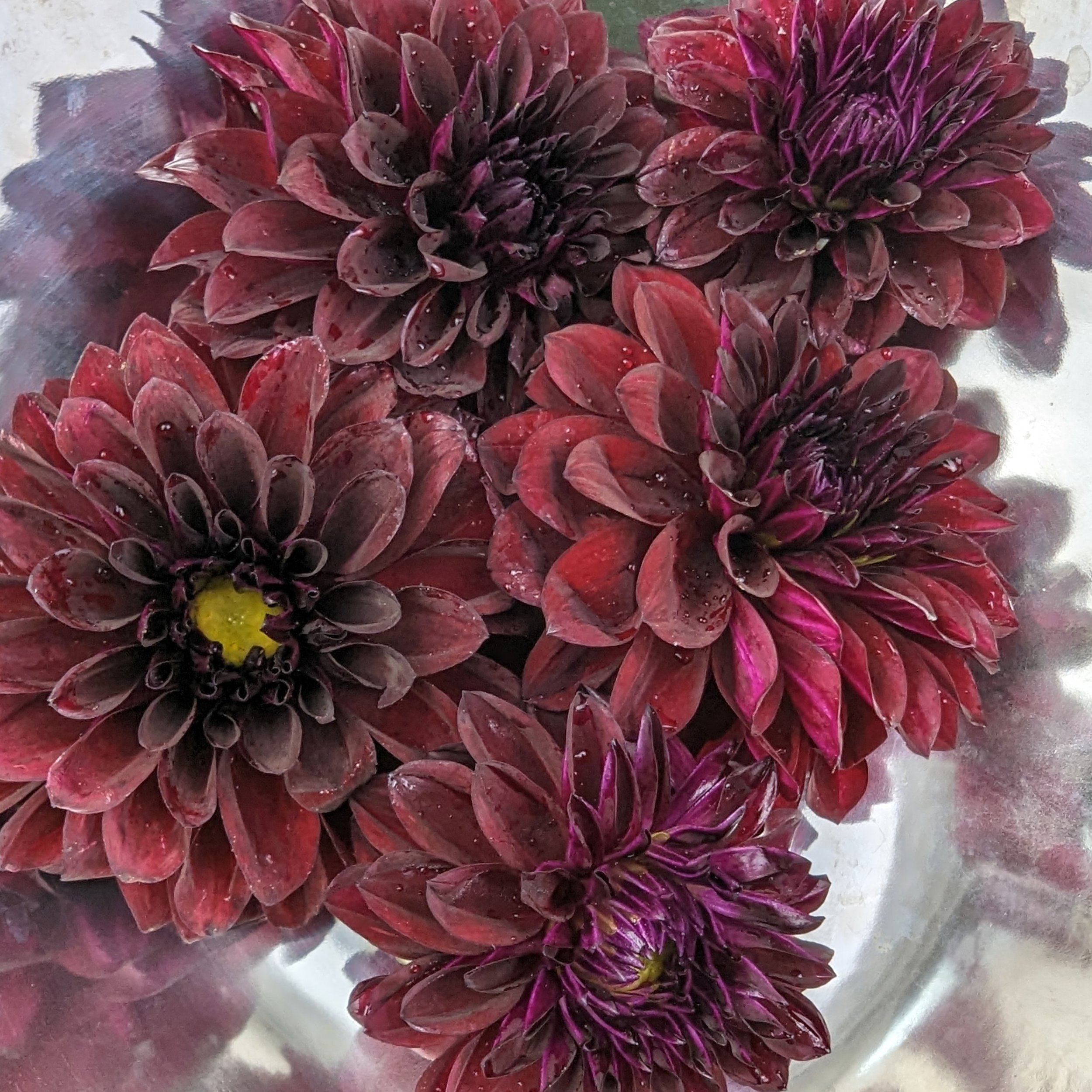 Purple Dahlia.jpg