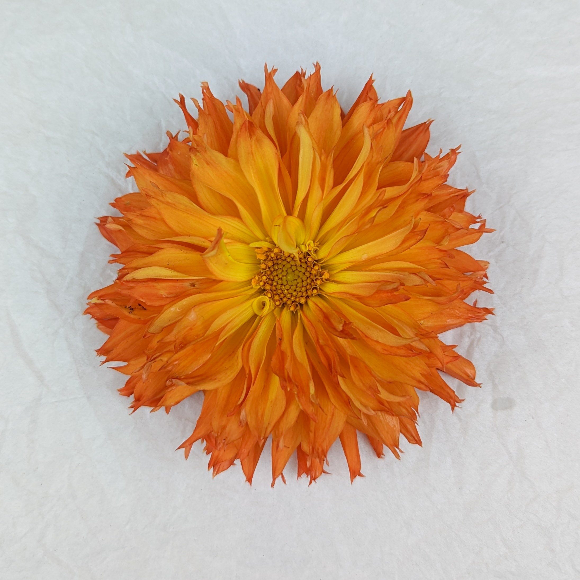 Orange Dahlia.jpg