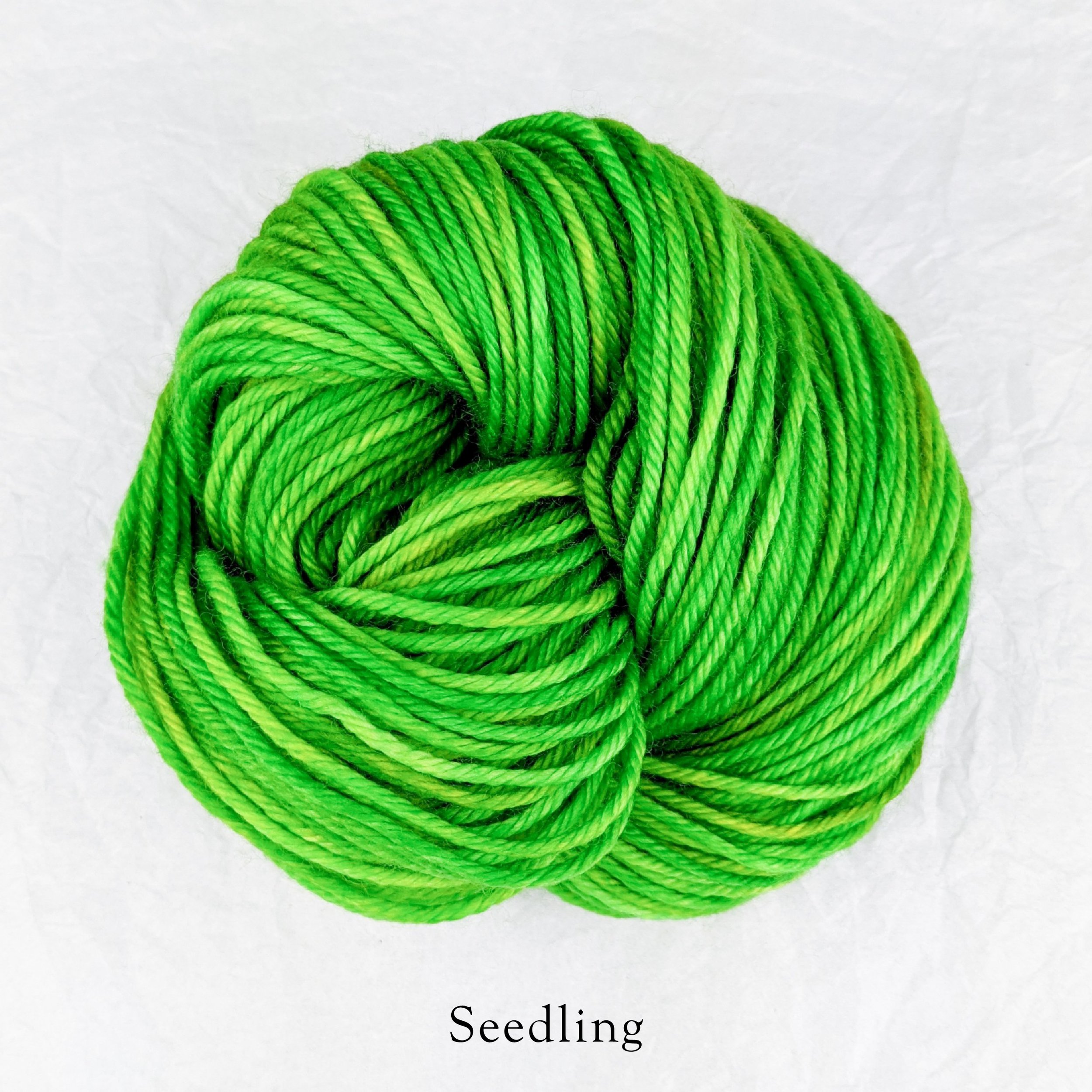Merino Torrent - Seedling.jpg