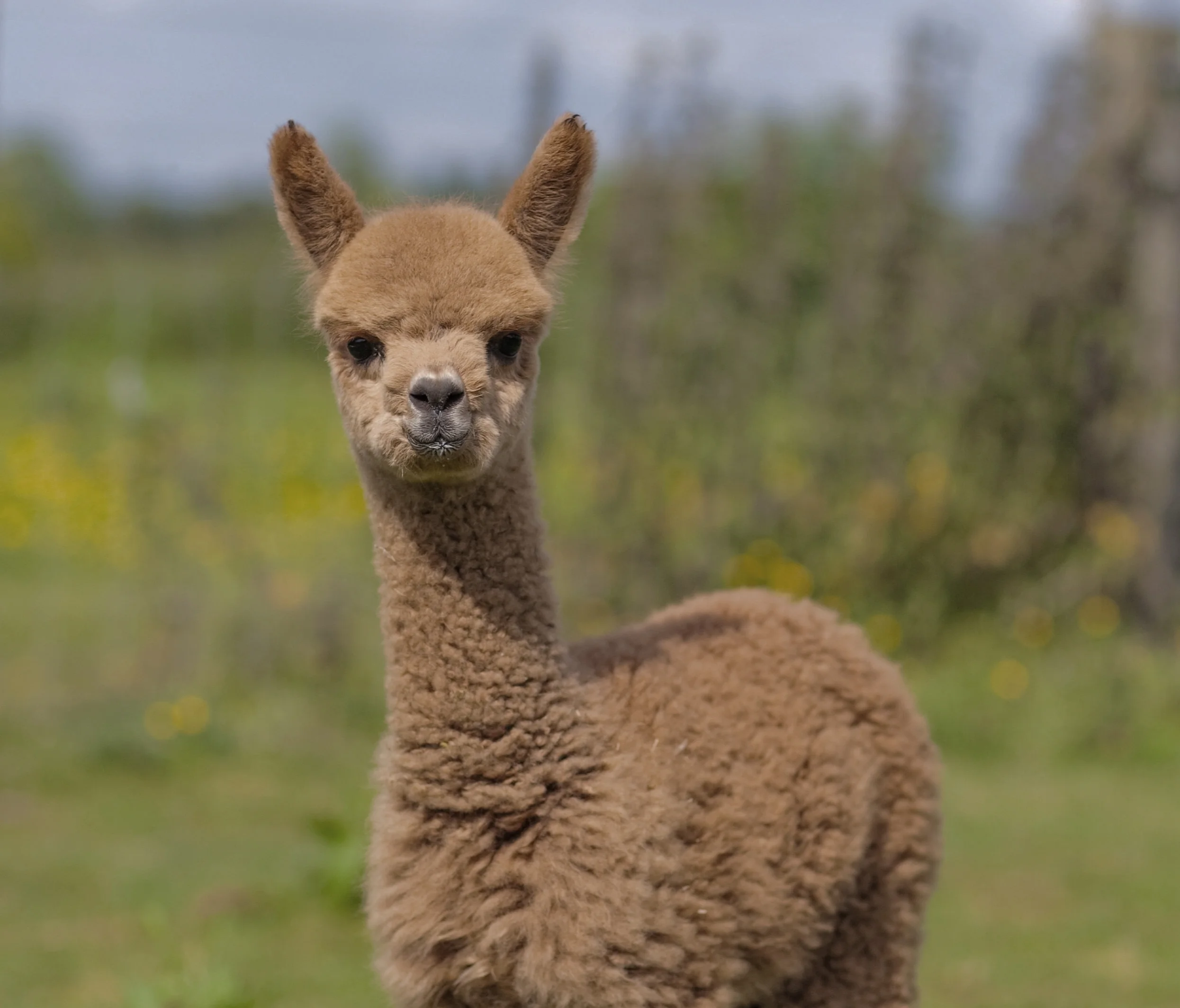 organic alpaca wool