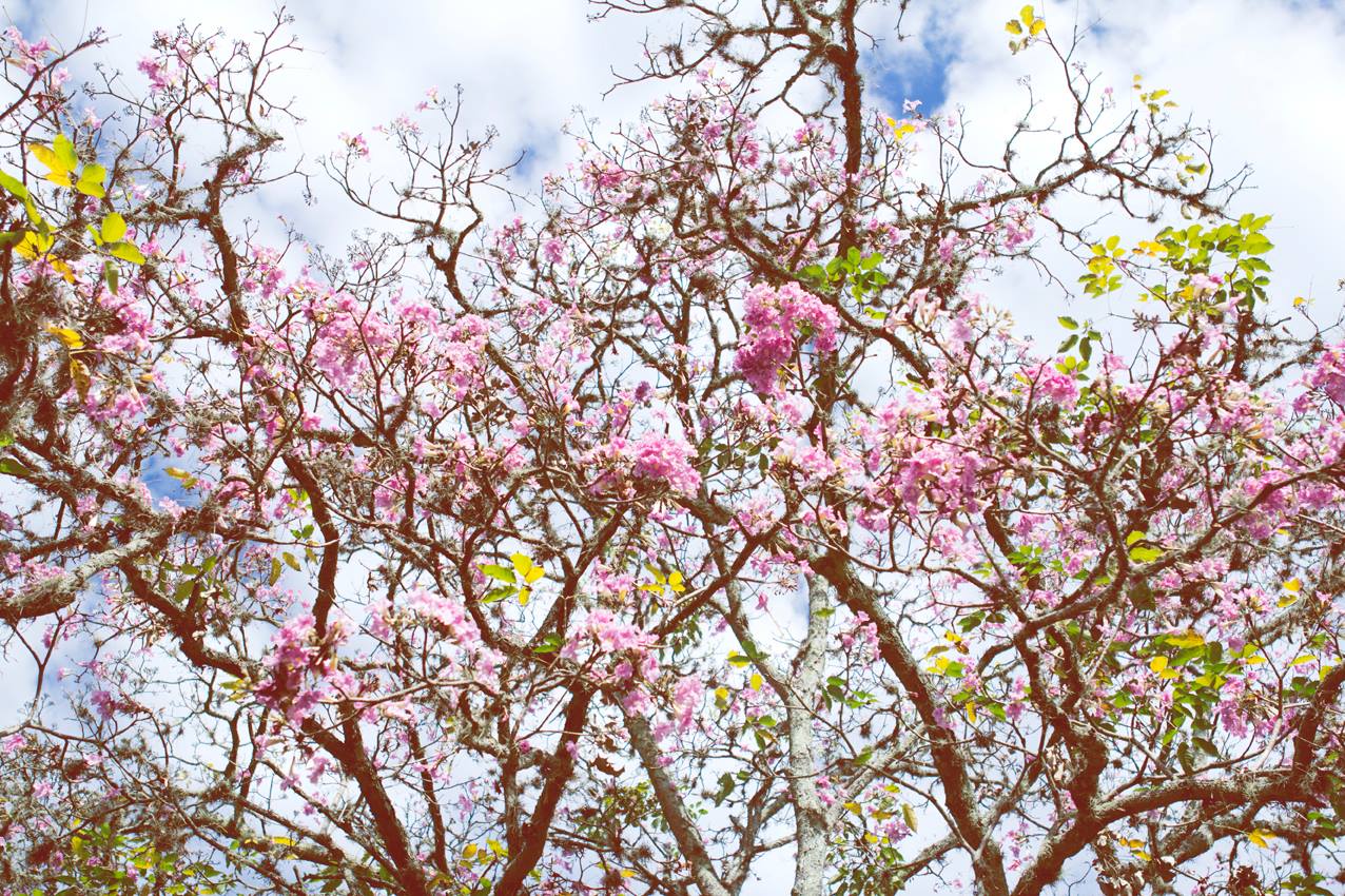 The city is covered by "Guayacanes", this tree full of pink flowers.