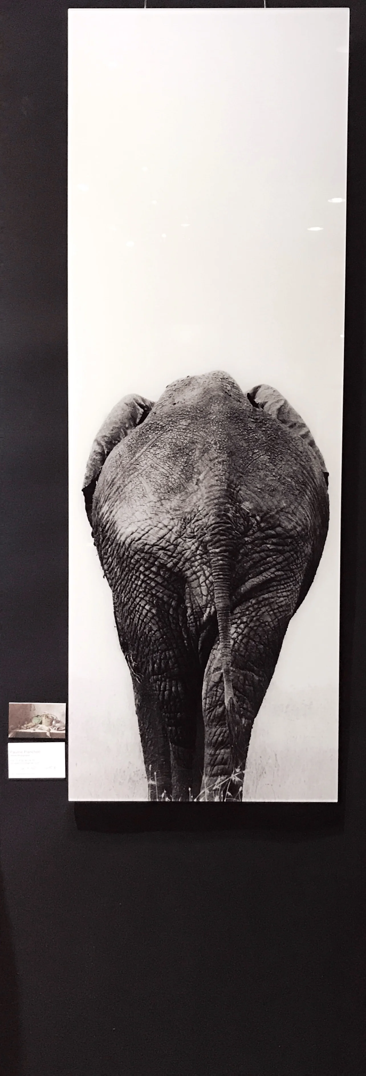 elephant de dos expo.jpg