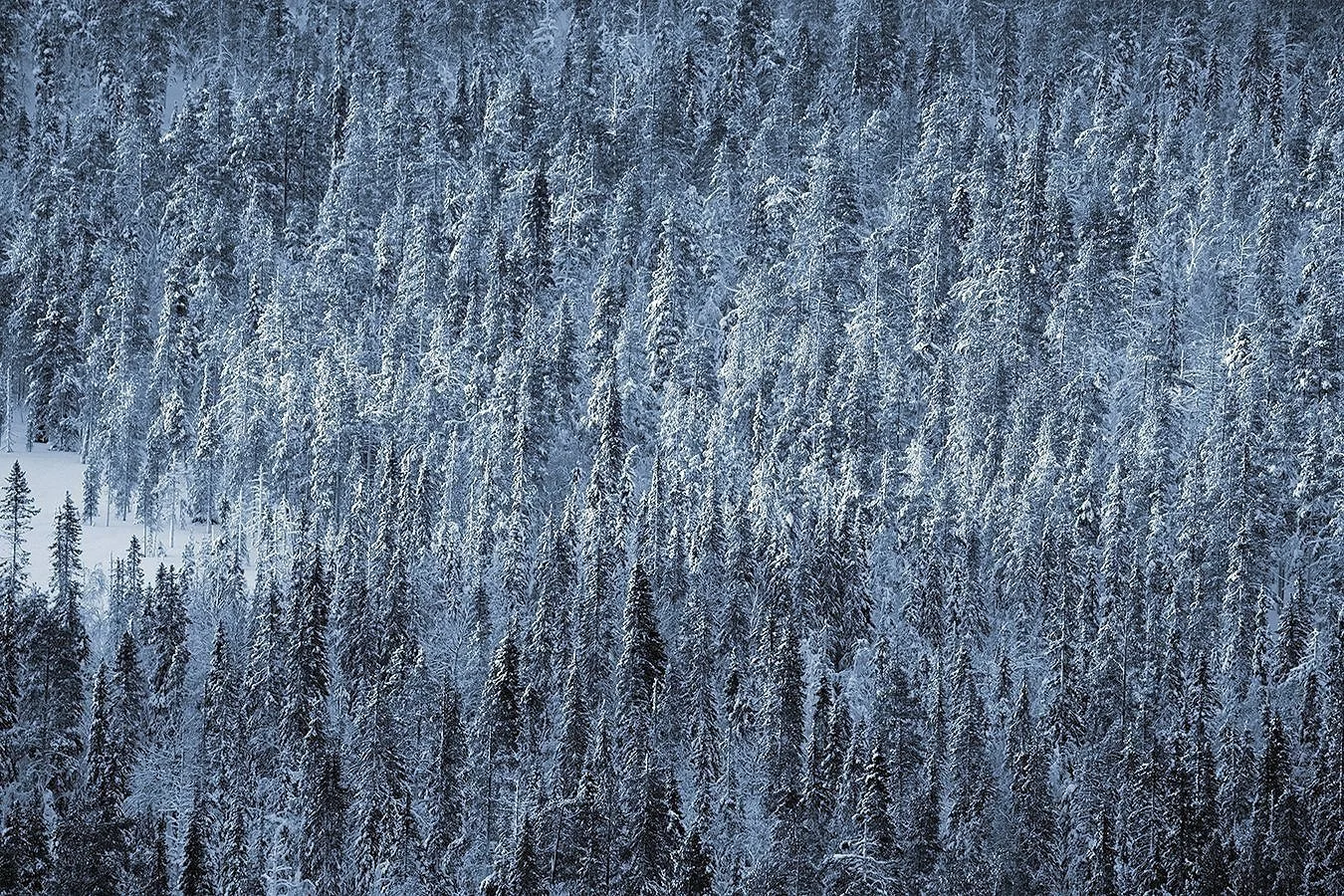 Frozen light on trees