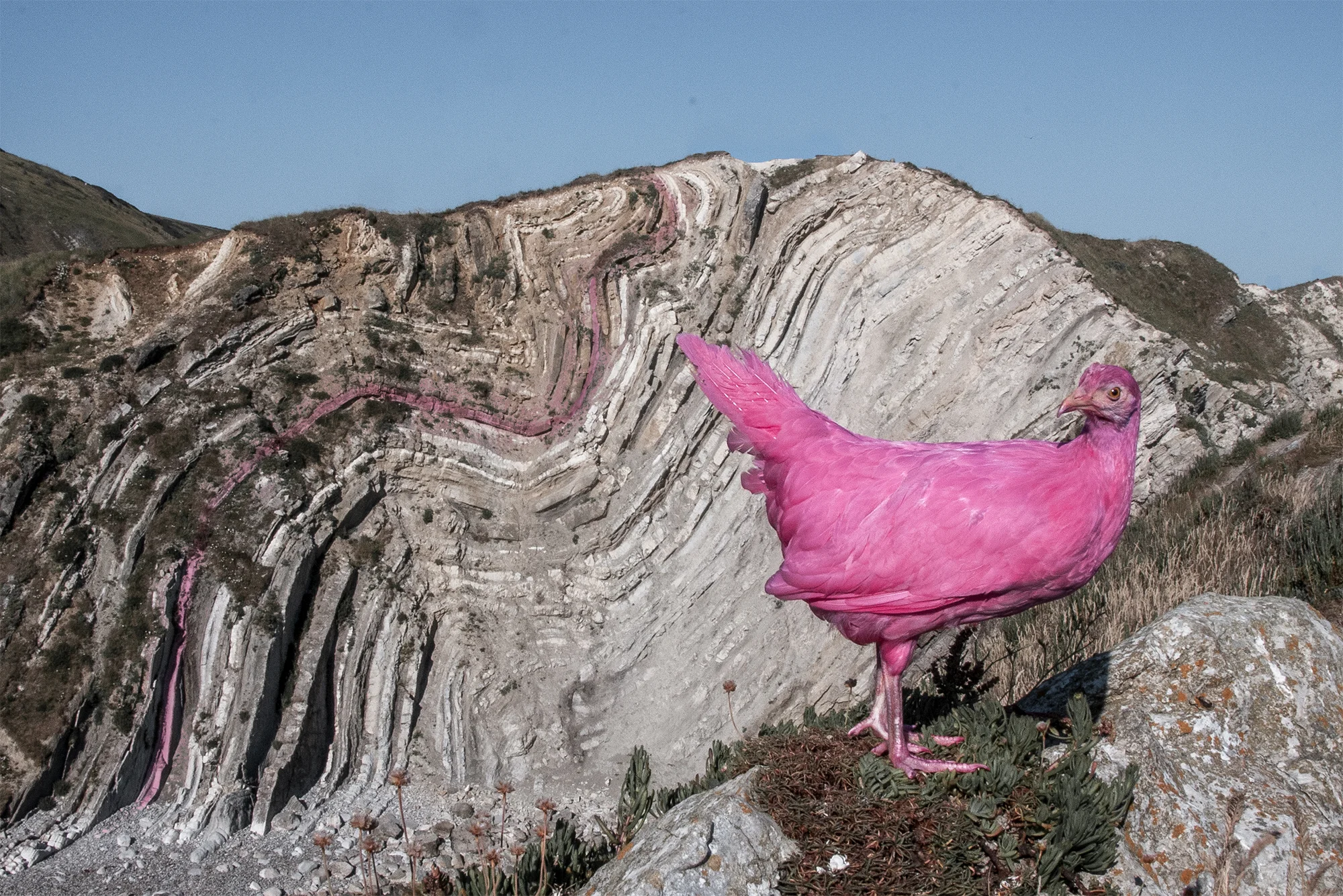 Pink Chicken with Future Stratum of the Anthropocene