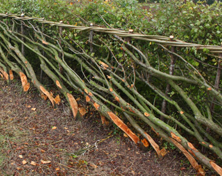 HEDGELAYING