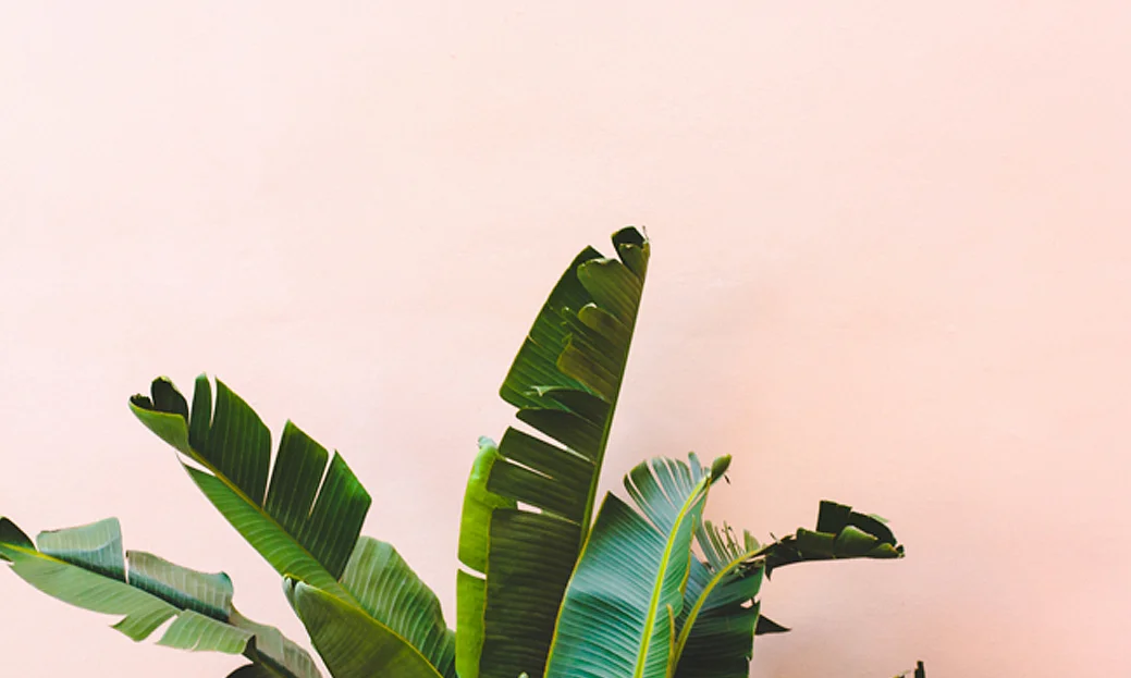 tropicaleaftrendfeatured.jpg