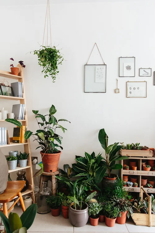 8 Plant Shops You Need To See — decor8