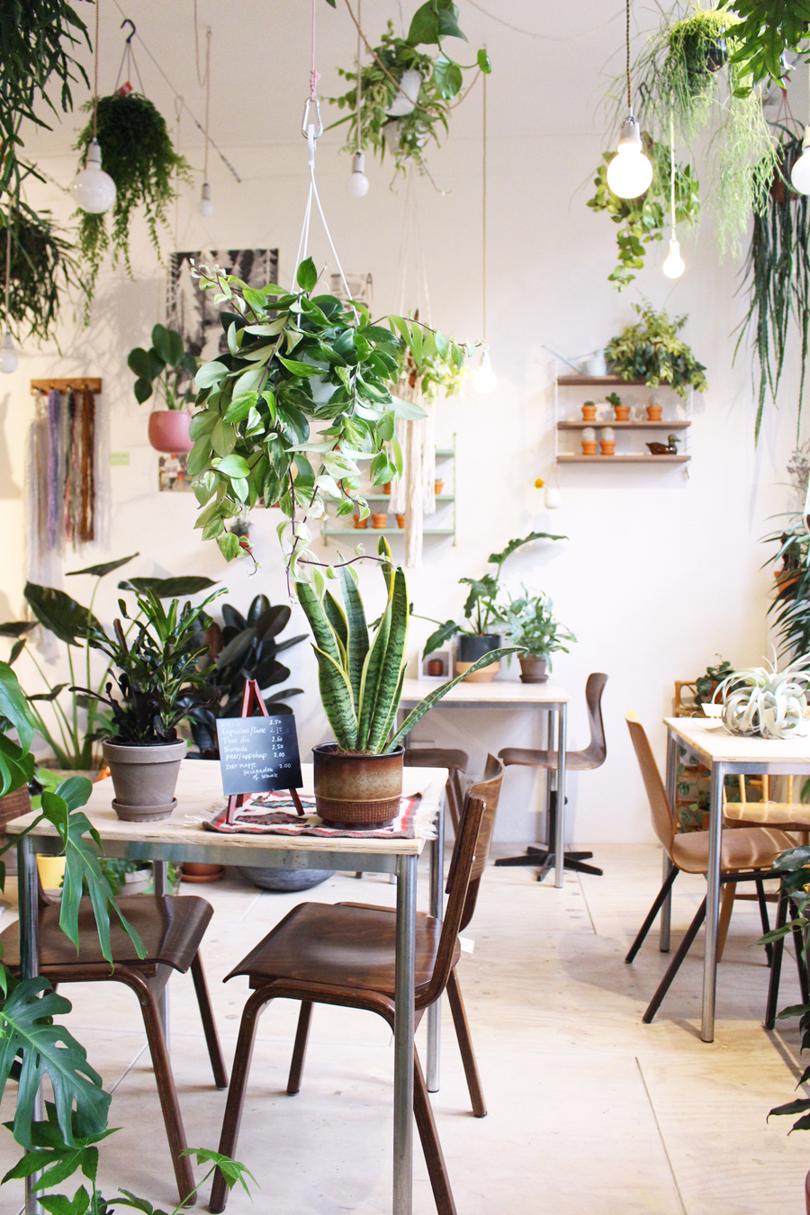 8 Plant You Need See — decor8