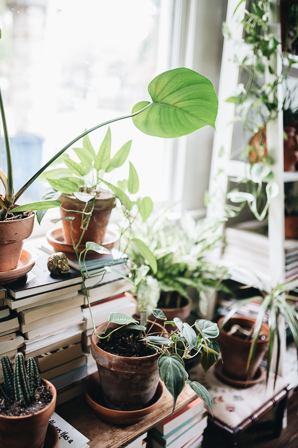 Living with Plants Happily Ever After: Q+A with Plant Tribe Book Author