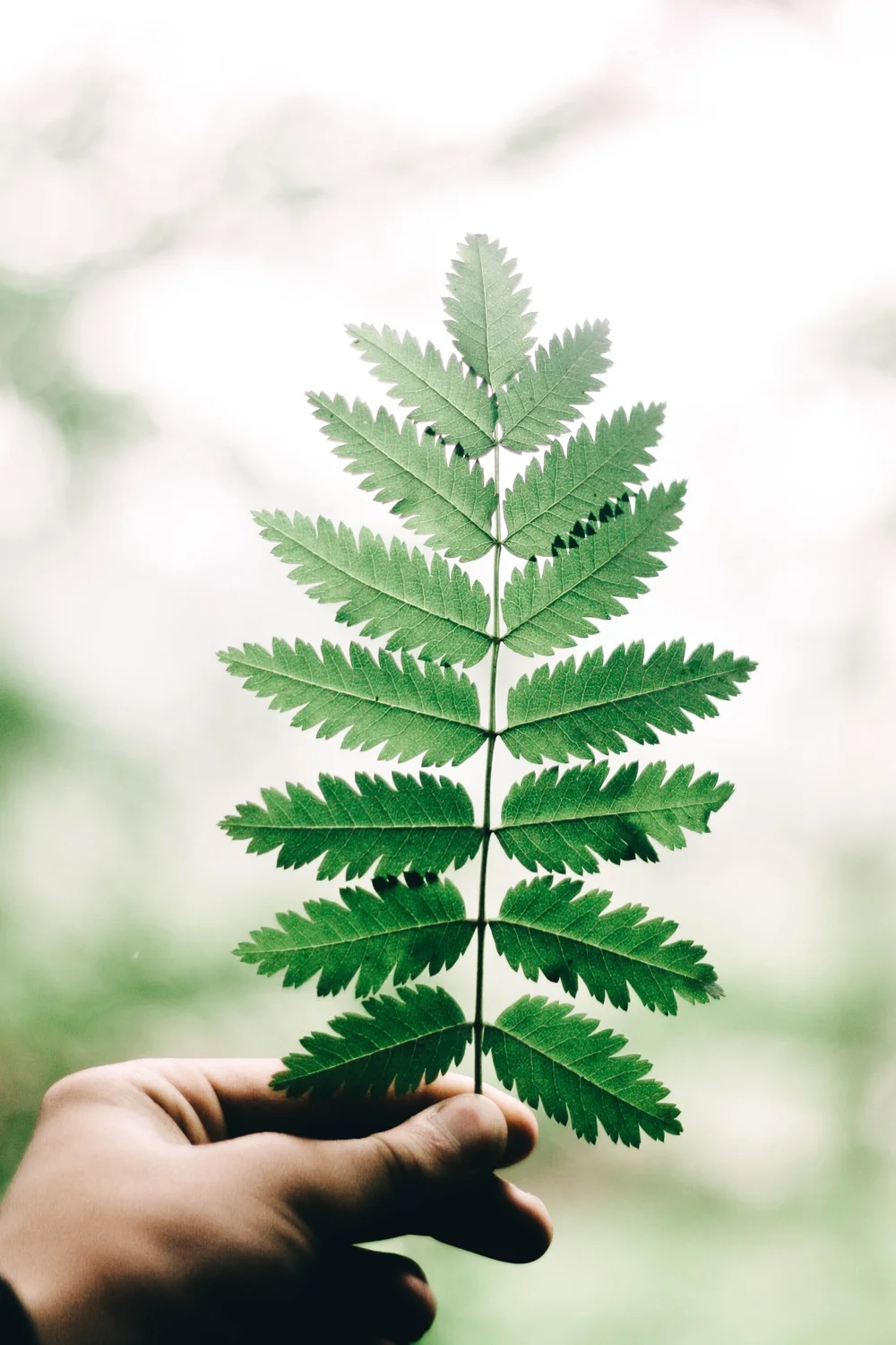 How To Decorate With Plants: Hello Holly Meets Igor Josifovic-Kemper