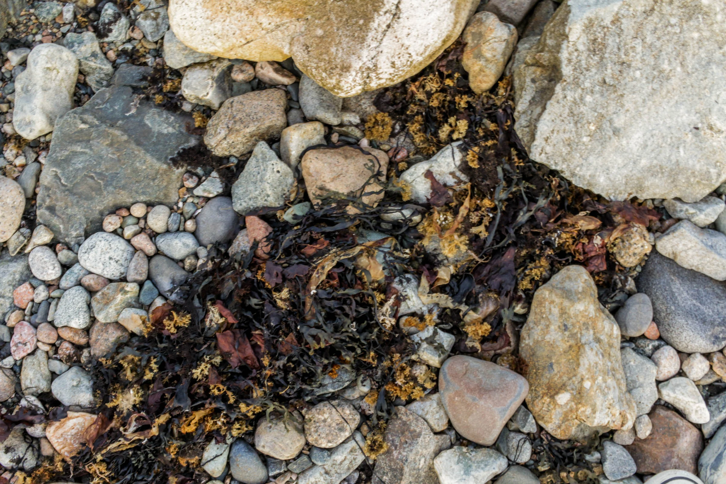 Wonderland beach, Acadia National Park | Photography - Eric Reinholdt