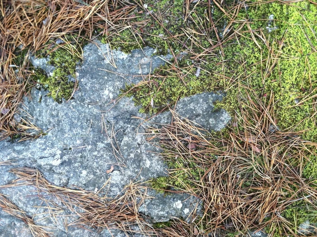 Pine, Moss, Granite | Photography - Eric Reinholdt