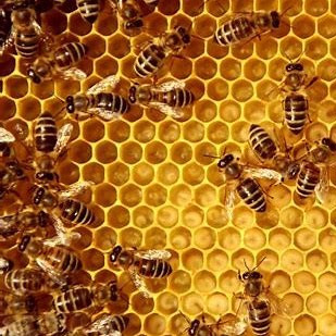 bees.jpg