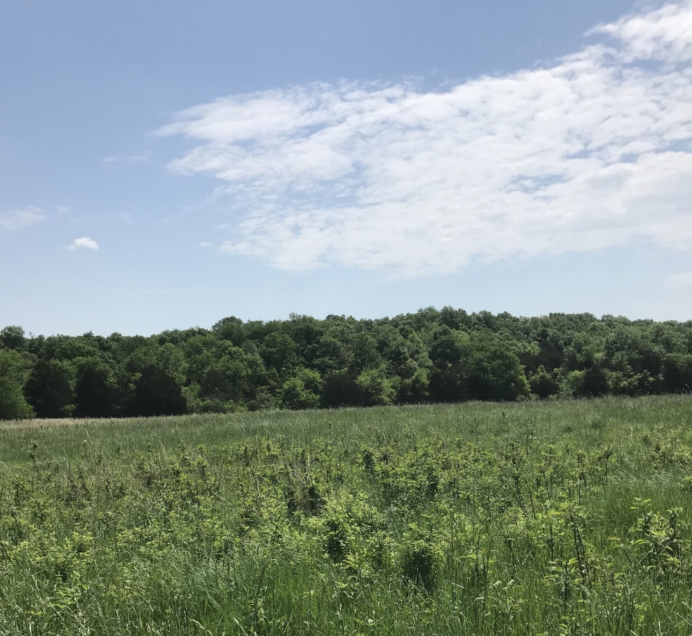 LSF pasture.jpeg