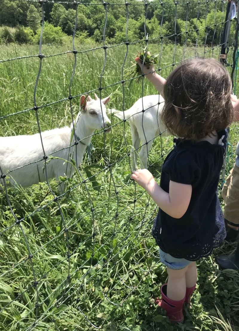 LSF feeding goats.jpg