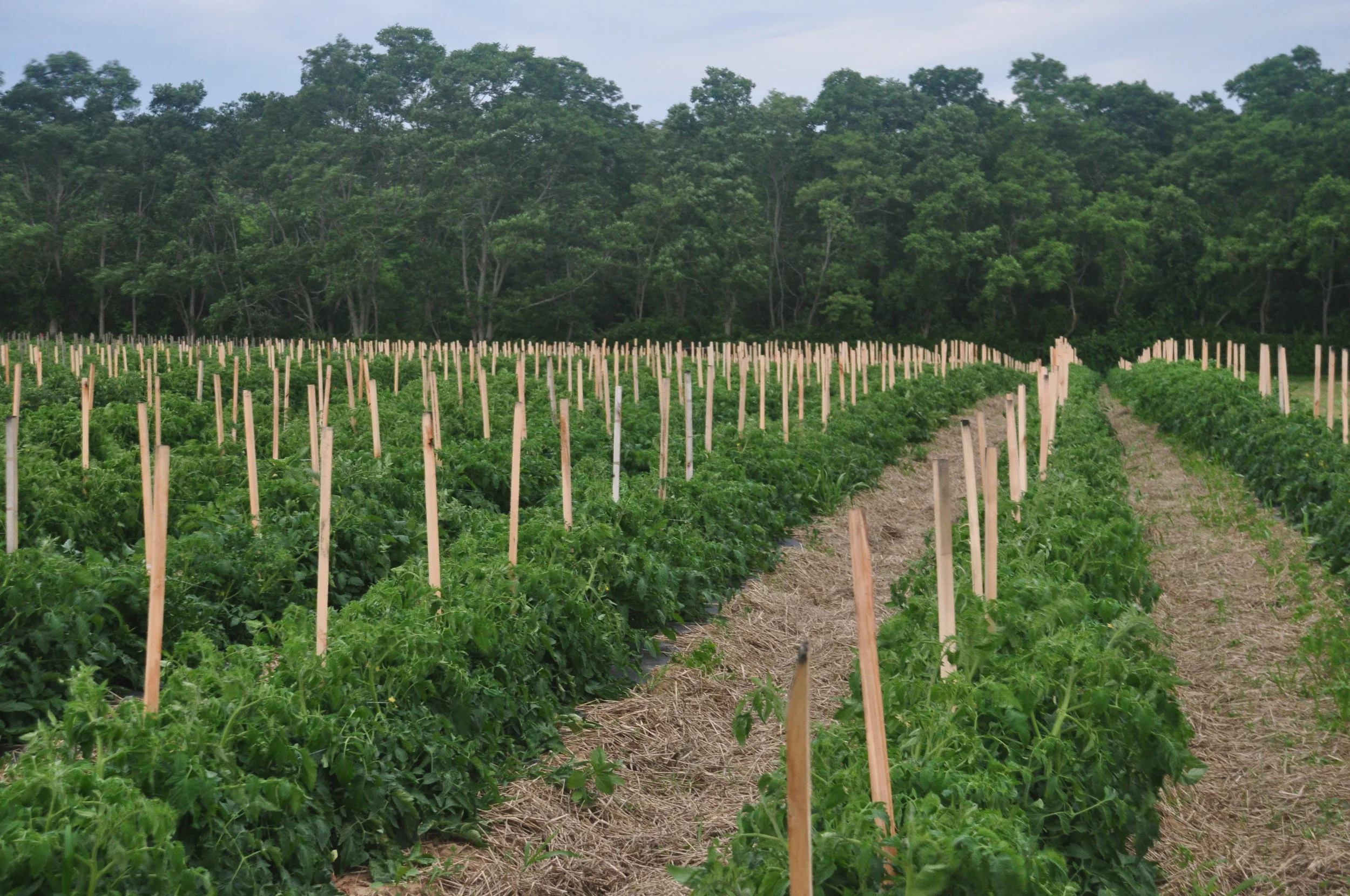 DSC_0078 - Copy - Copy.JPG