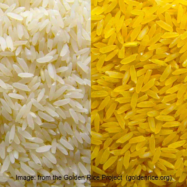 Image from the Golden Rice Project (golden rice.org)