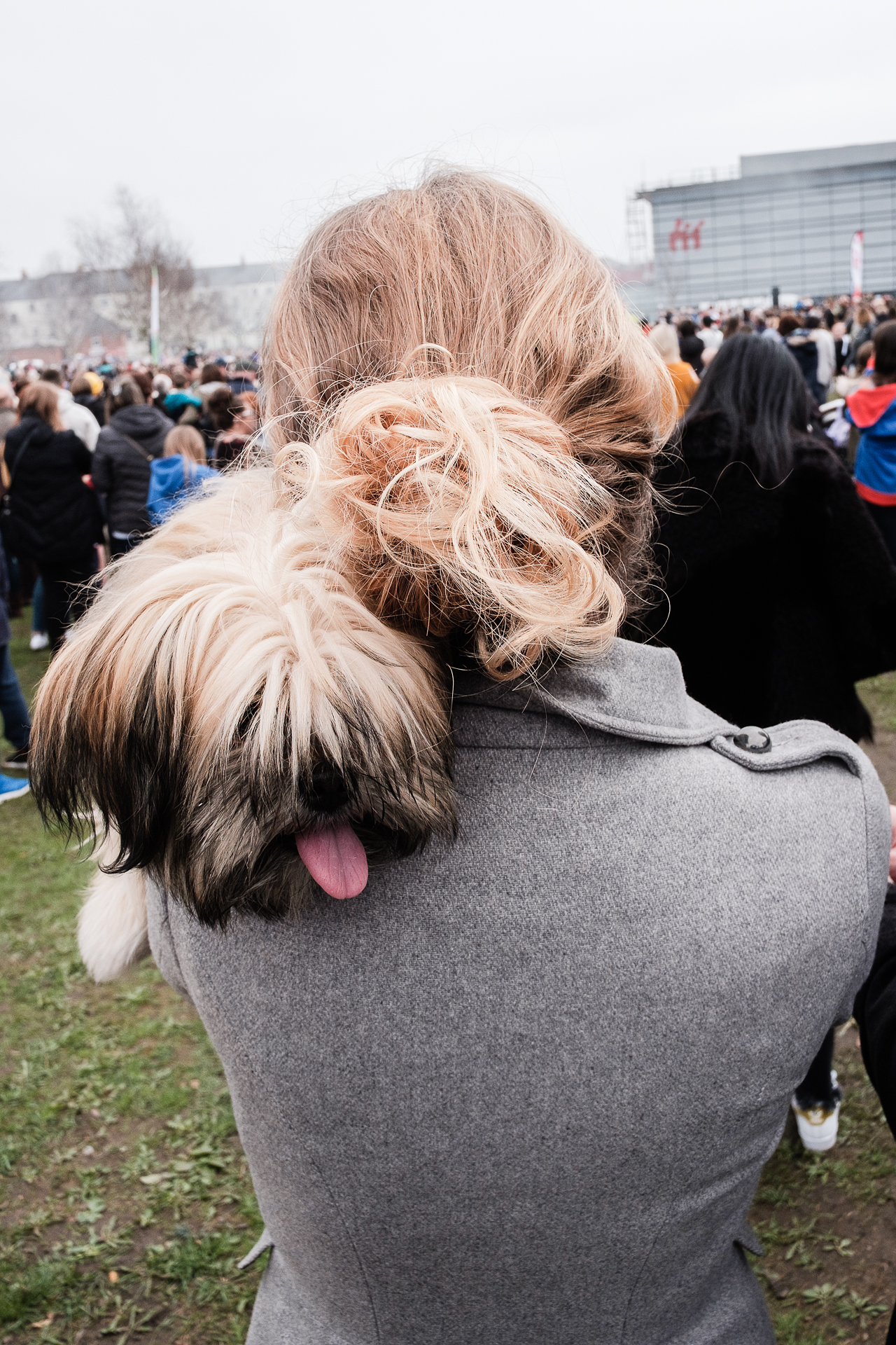 swansea-man-engine-dog-hair.jpg