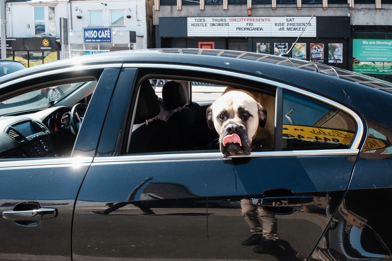 swansea-black-car-tongue-dog.jpg