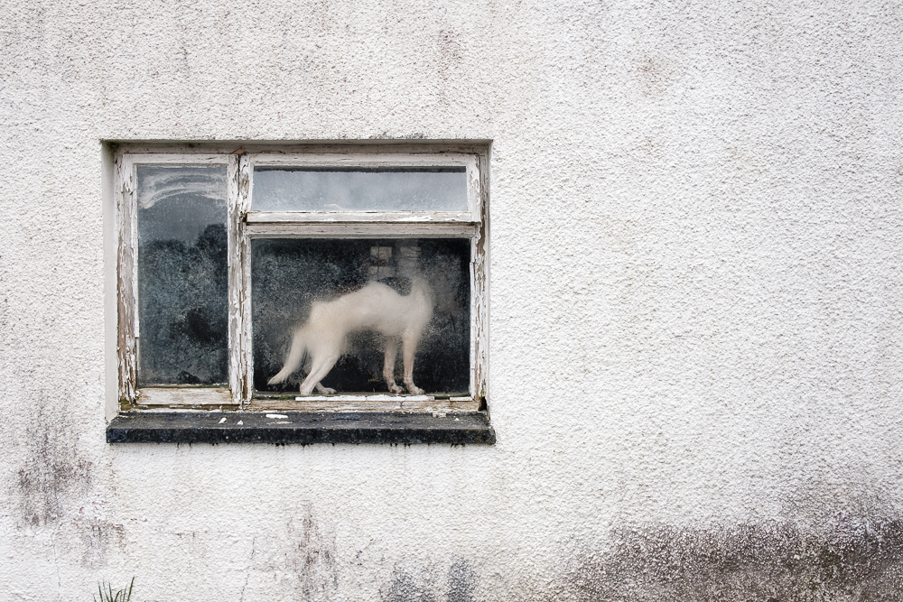 meidrim-dog-dirty-window.jpg