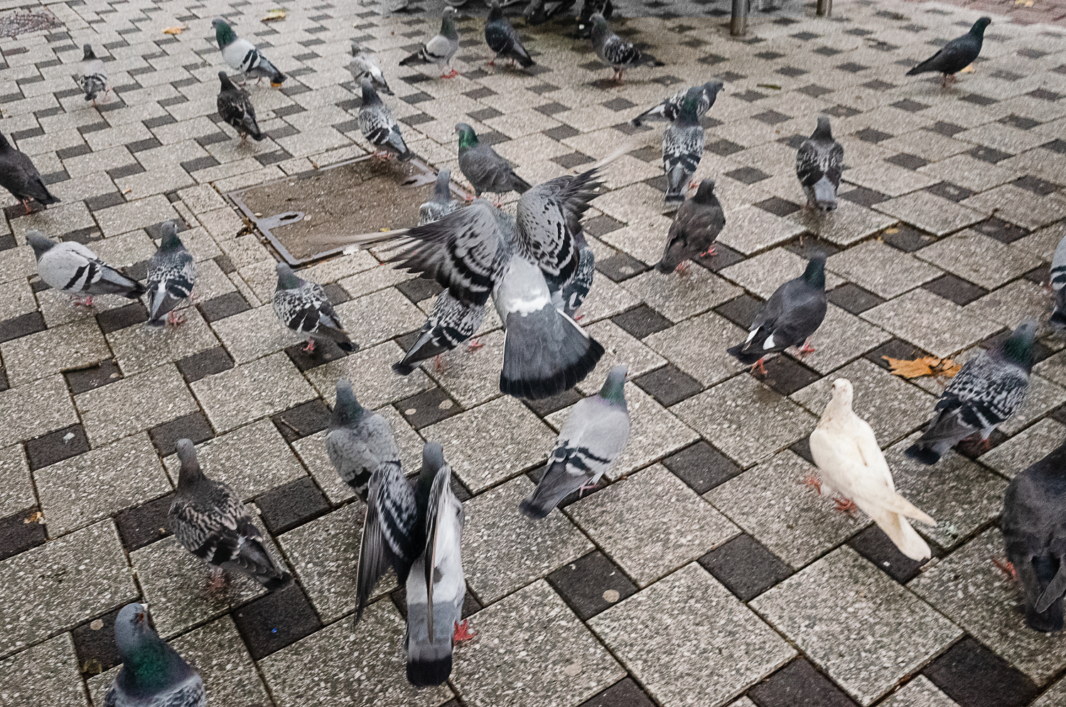 cardiff-pigeons.jpg