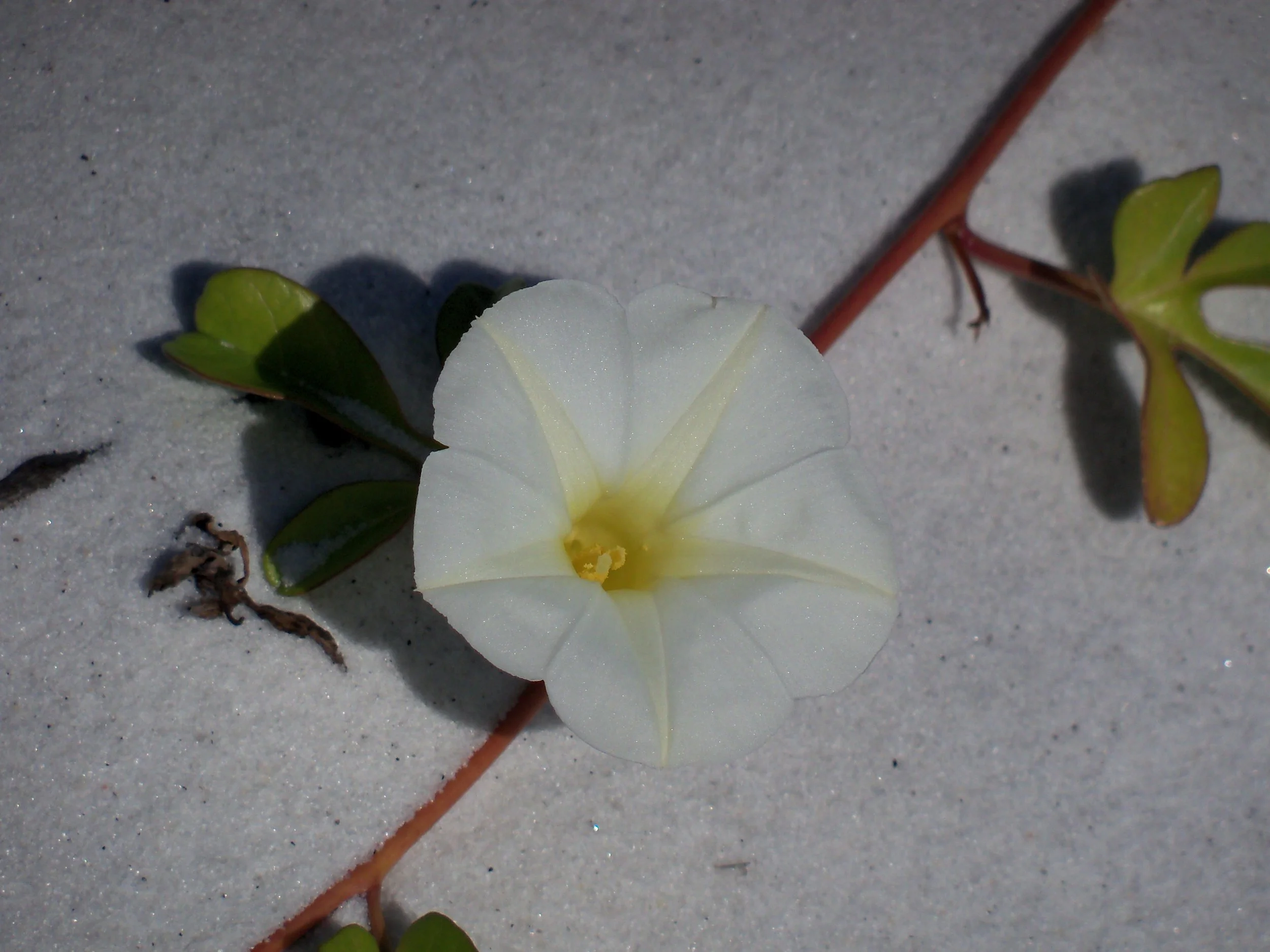 100_1783.JPG