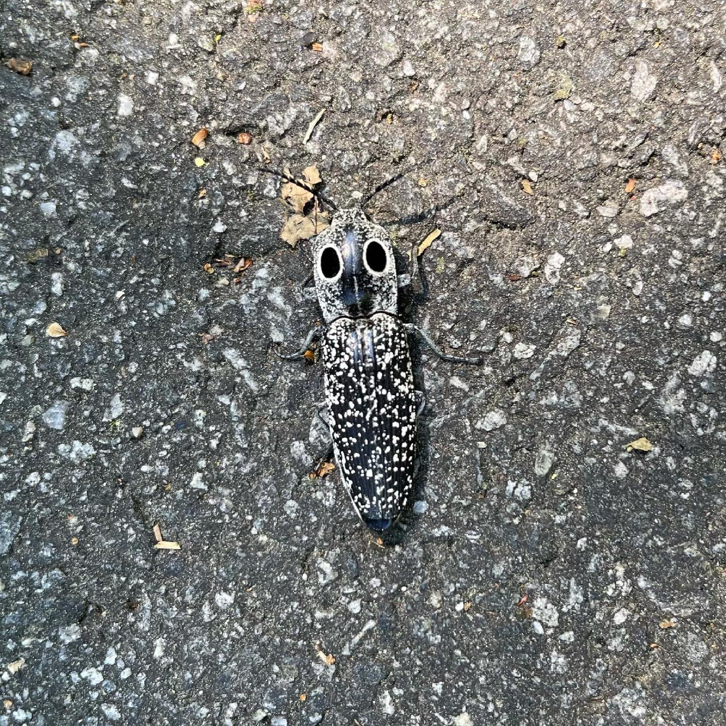 Hitchhiker. Not a very good one... This two-inch (!!) traveler fell from a tree, went down my shirt, landed on the pavement. Google says this is an eastern eyed click beetle and who am I to argue? I&rsquo;ve never seen one remotely like it. Didn&rsqu