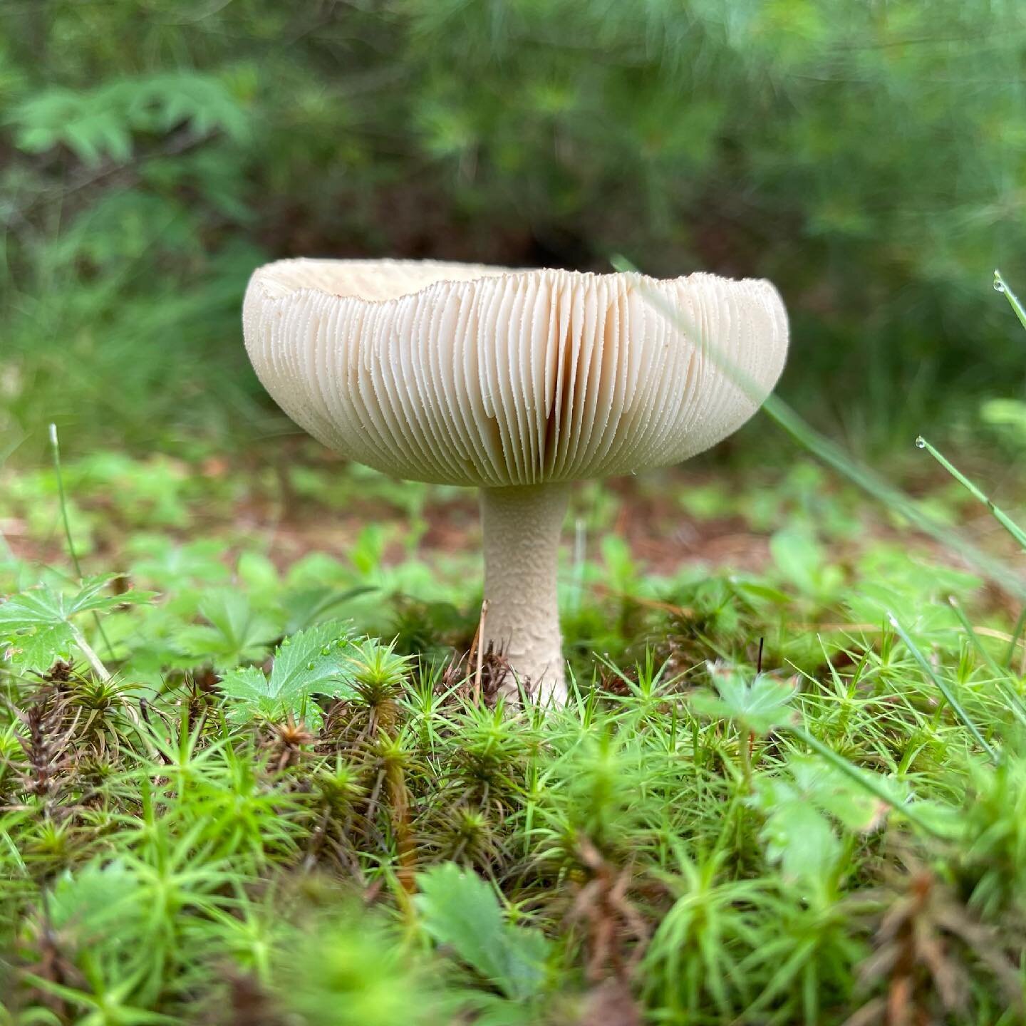 It&rsquo;s been a little humid here, which meant a bonanza of mushrooms on my early morning walk&mdash;also a frog that came leaping out of the woods towards me and then stopped for a pic. There was that wing, too, clearly dropped by a faery&hellip; 