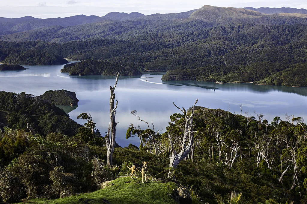 Asher of Te Hapu, Huntaway