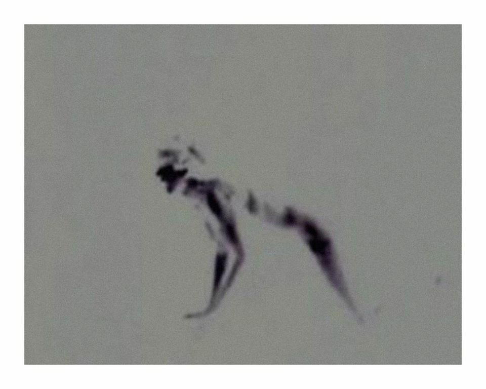 The Goblin Fox