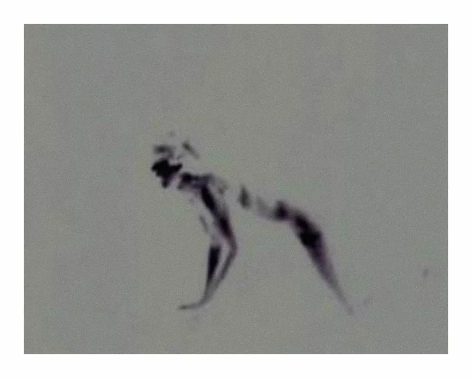 The Goblin Fox