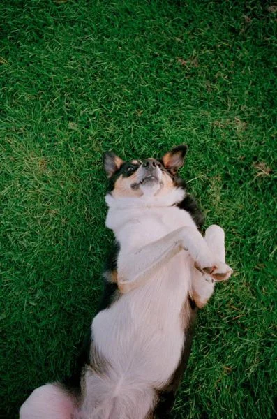 jan_von_holleben_-_dog.jpg