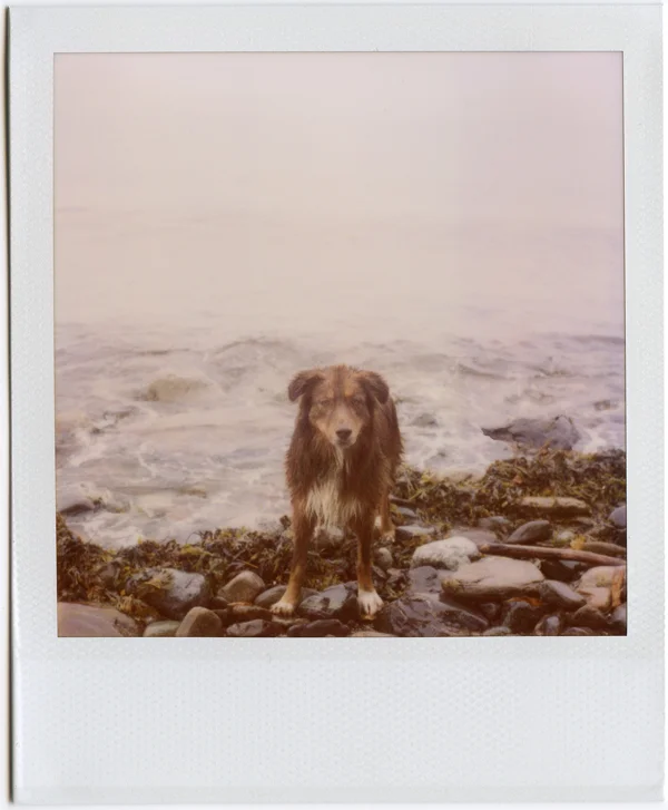 Moose -Lincolnville, ME.jpg