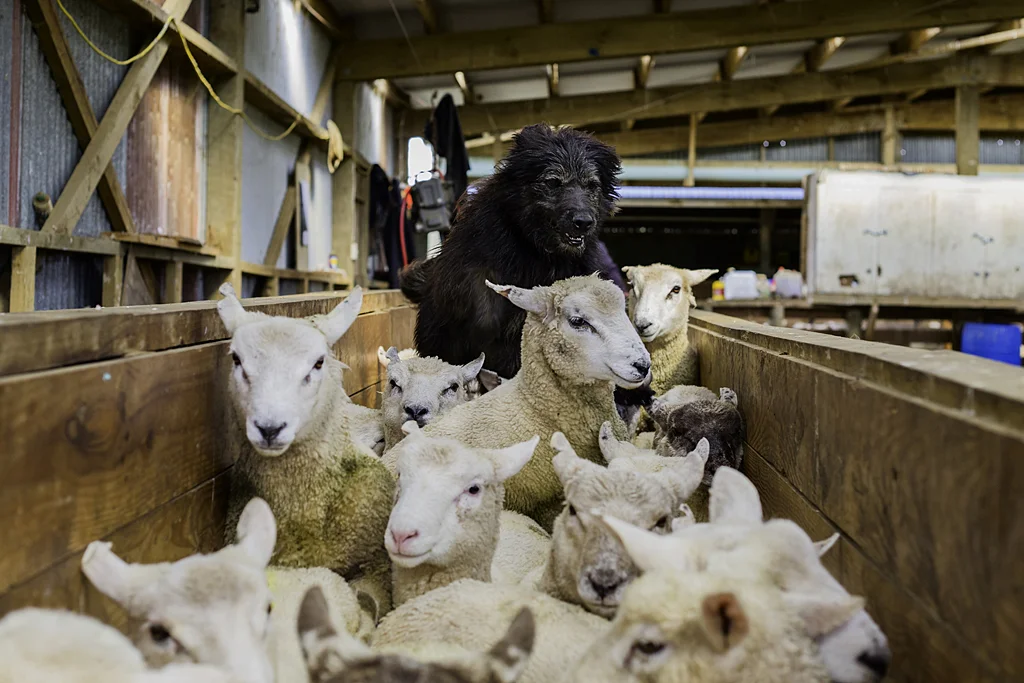 Scooter Backing Sheep