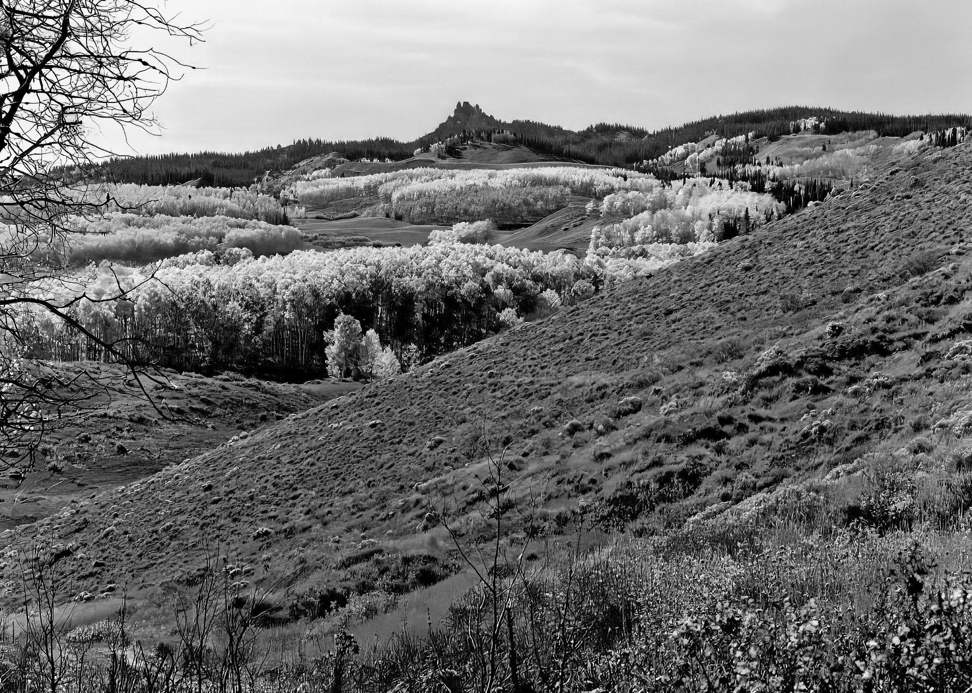 Castle Peak aspens.jpg