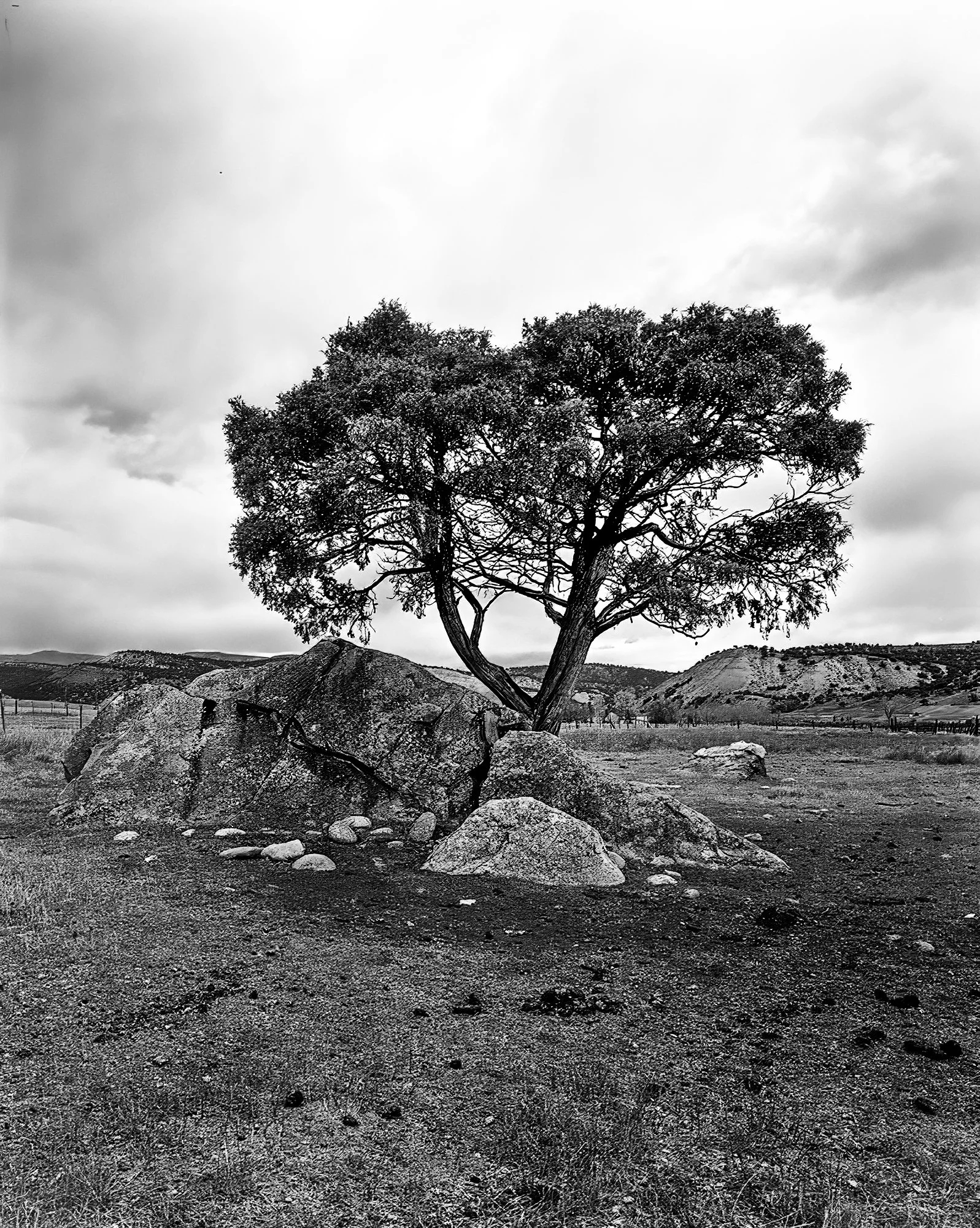 Walcott Juniper Tree.jpg