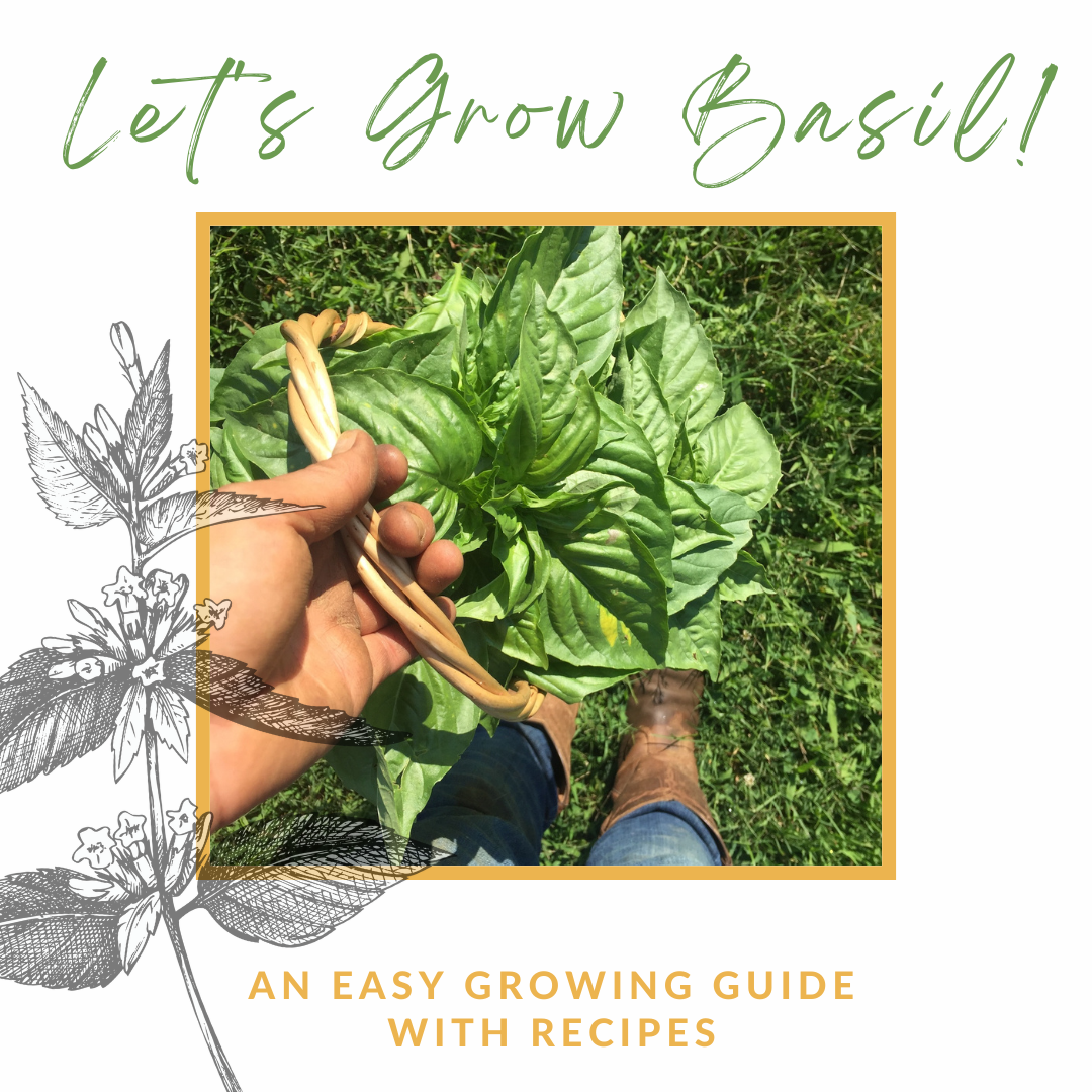 Free BasilGrowing Guide 🌱 — Christine Marie Bailey