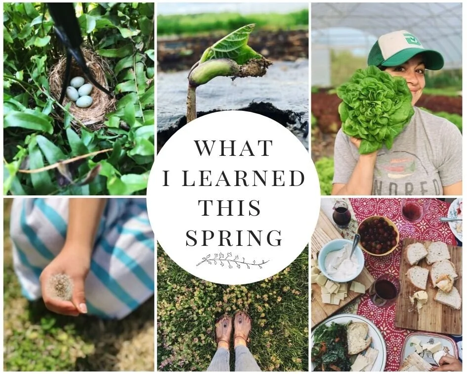 11 Things I Learned This Spring — Christine Marie Bailey