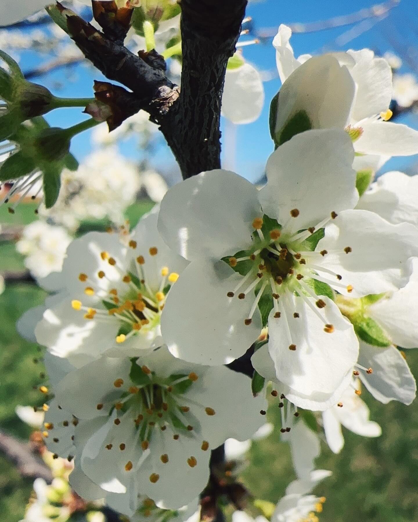 Happy SPRING, friends. 🍃 Here are the Ume Apricot trees in all their glory. 😍 The last few weeks, there were so many bees on these flowers that it felt like the trees themselves were buzzing. 

P.S. I&rsquo;m basically back to 2011 instagram over h