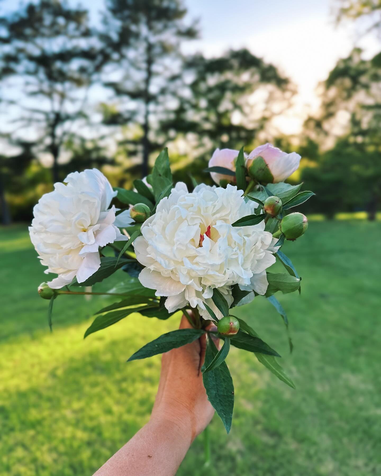 Peonies at golden hour. ✨ So many early spring flowers have such a short blooming season that you have to squeeze all you can out of it. 

P.S. Instagram is absolutely ridiculous now. To the like 20 people who will probably see this post (🙄), thank 