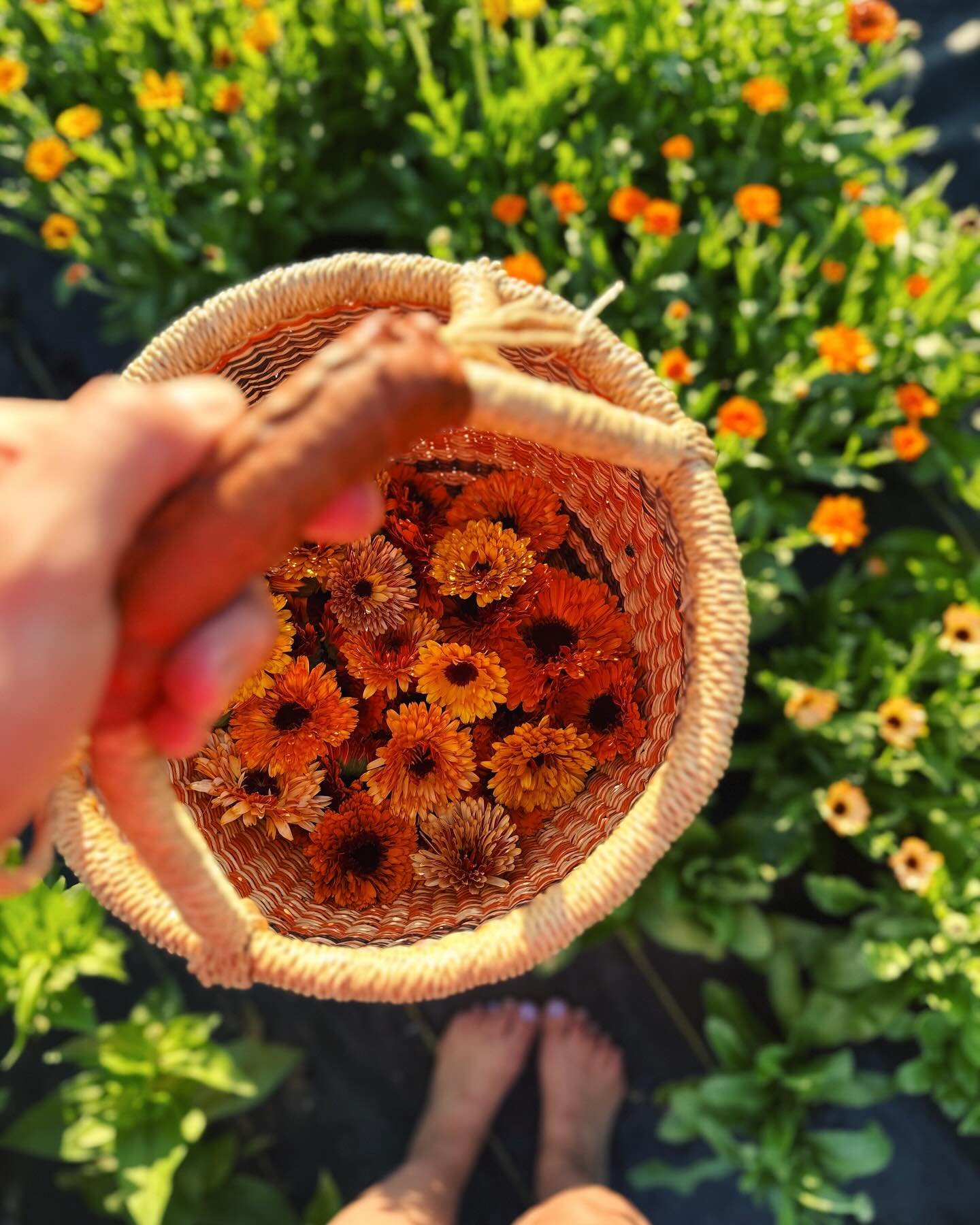 Golden hour walks around the garden = yes please. ✨ Getting to see the fruits of your labor in this life is a really special gift. 

#goldenhour #farm #farmlife #womenwhofarm #flowerfarm #flowerfarmer #inthegarden #gardening #gardeninglife #gardengir