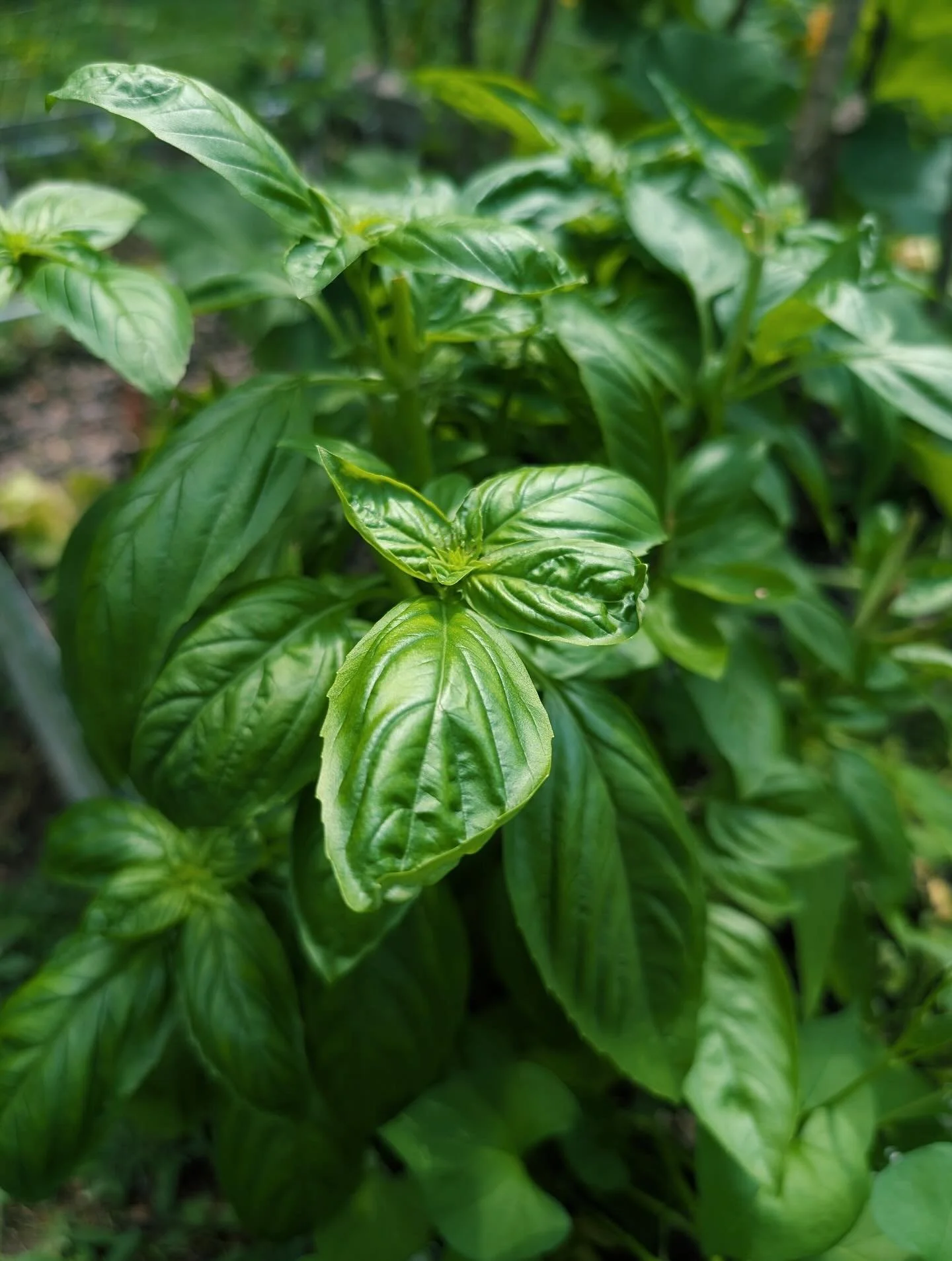 Will you be joining us for the&nbsp;Garden Planning Workshop for Beginners 🌱&nbsp;next Saturday, August 30th from 9am-noon?! Whether you&rsquo;re a beginner with a dream to finally plant your first garden, or an experienced gardener who wants to spr