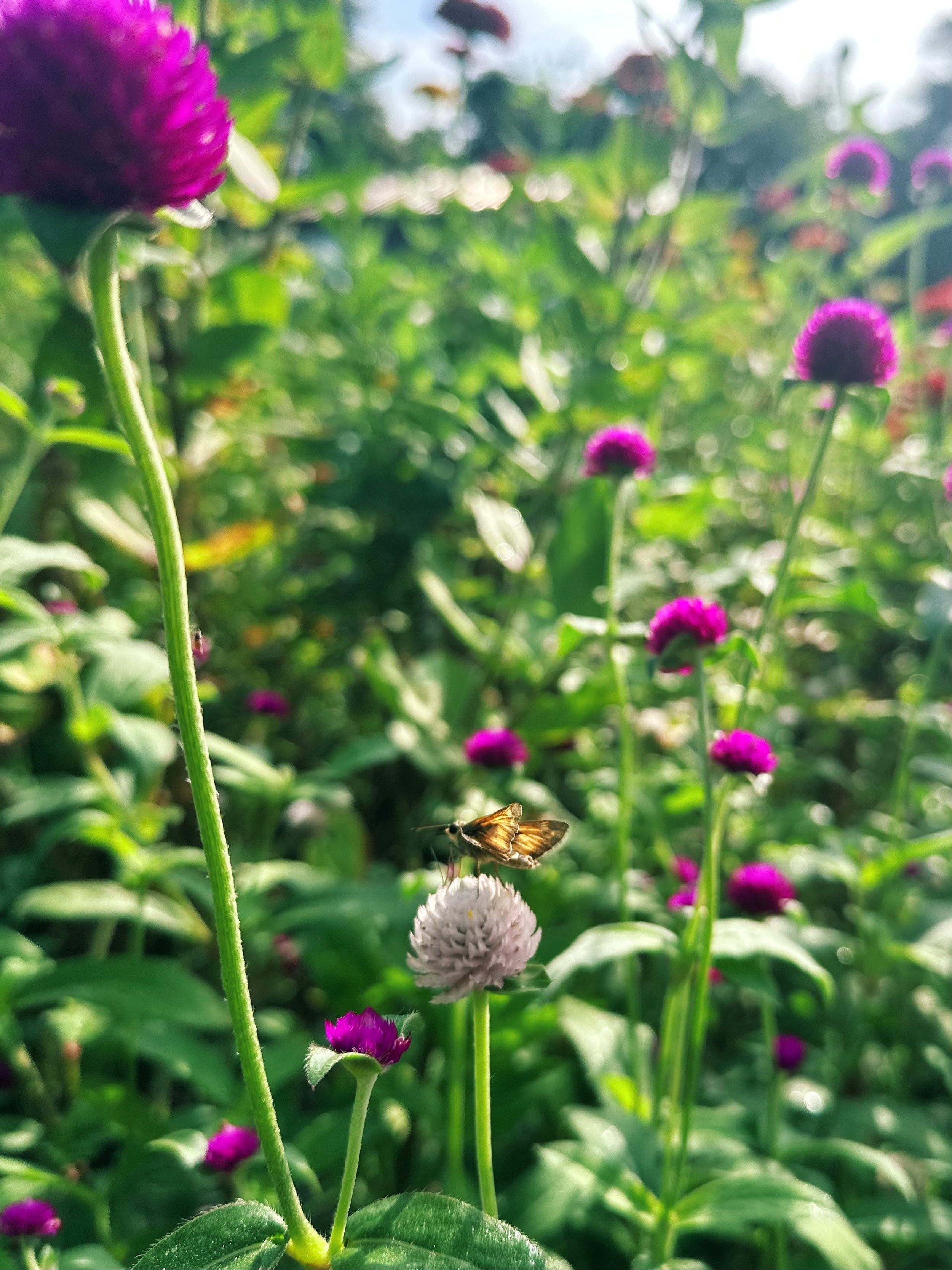 FullSizeRender_VSCO 160.JPG