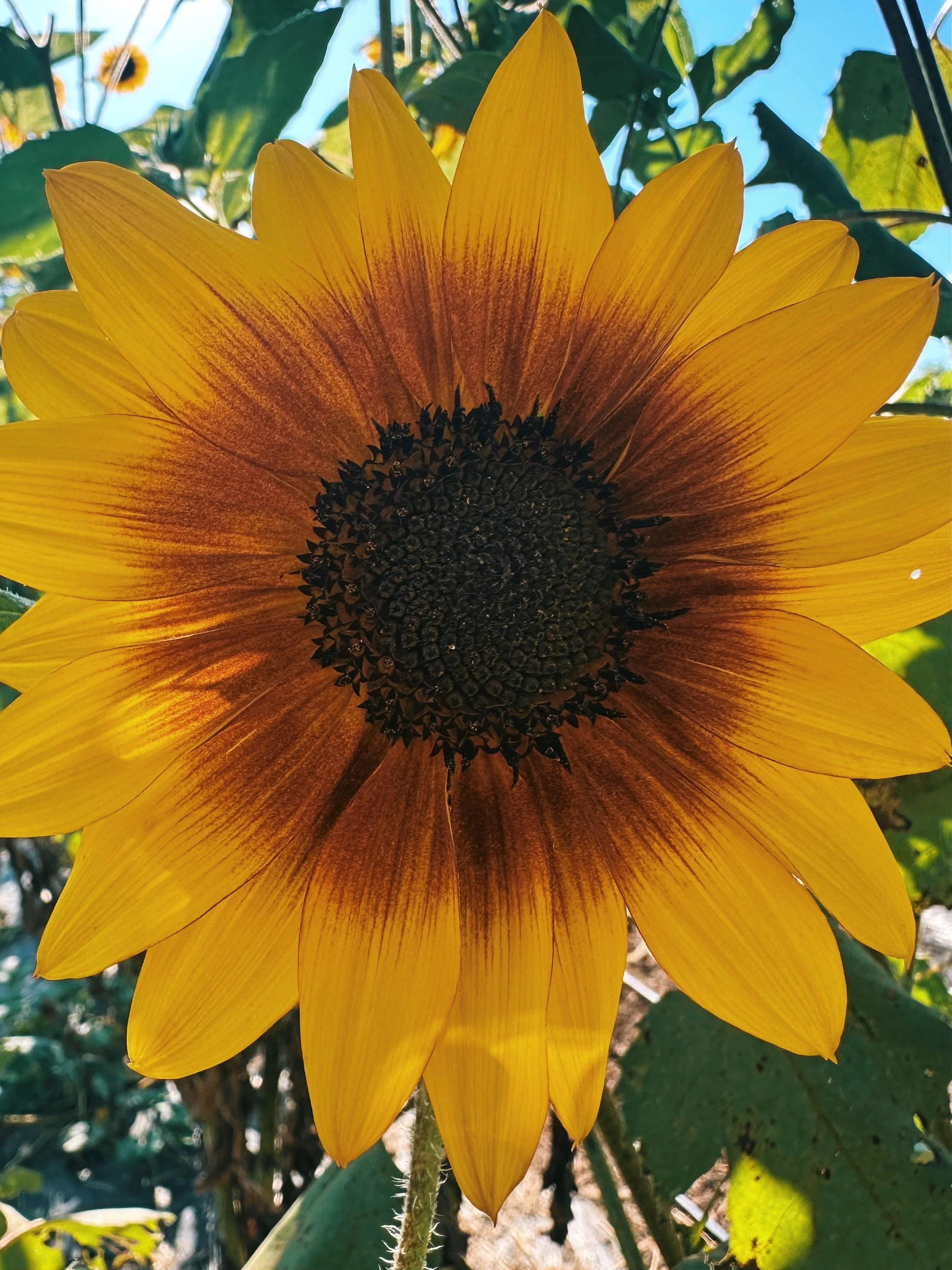 FullSizeRender_VSCO 161.JPG