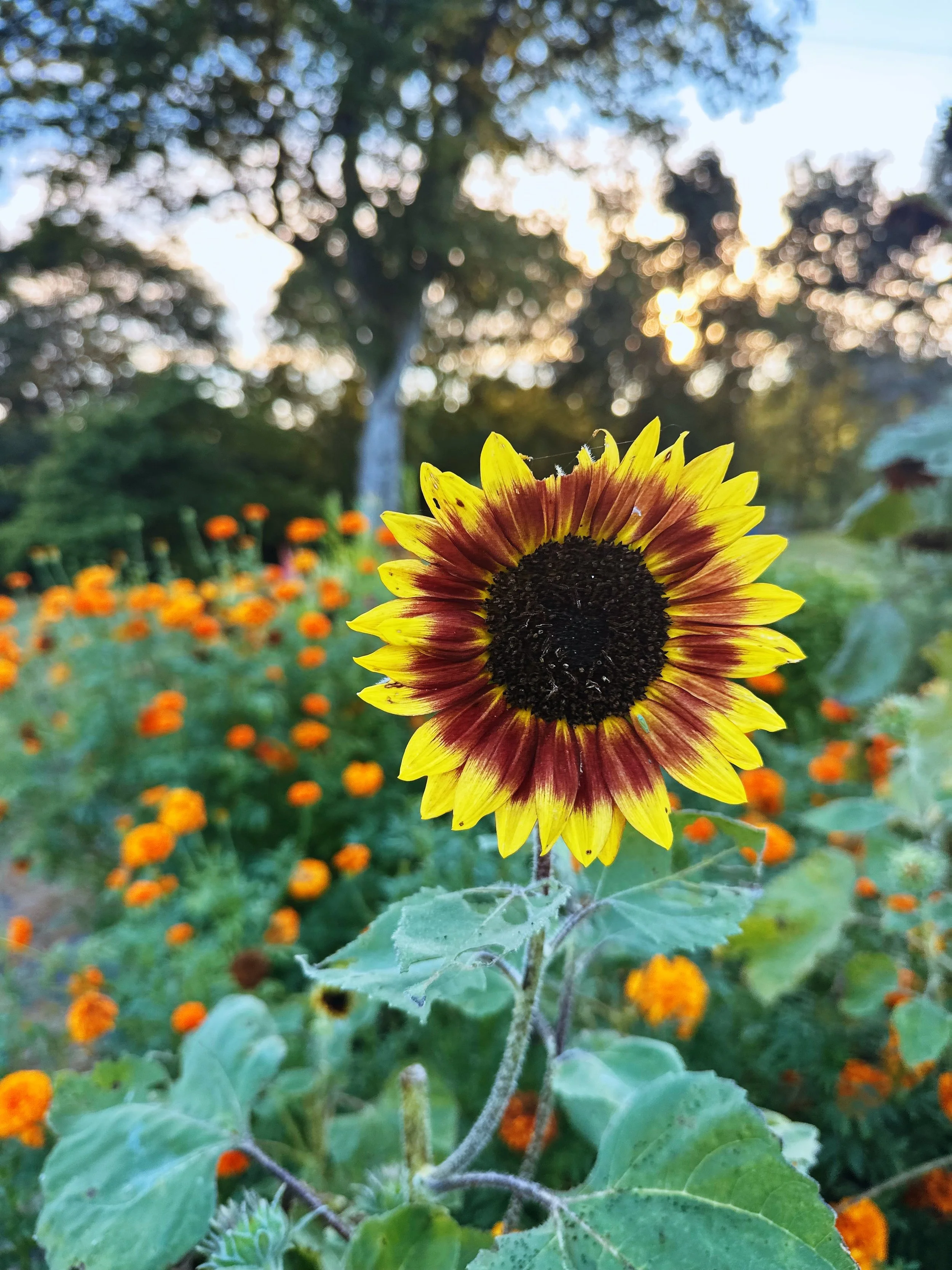 FullSizeRender_VSCO 162.JPG