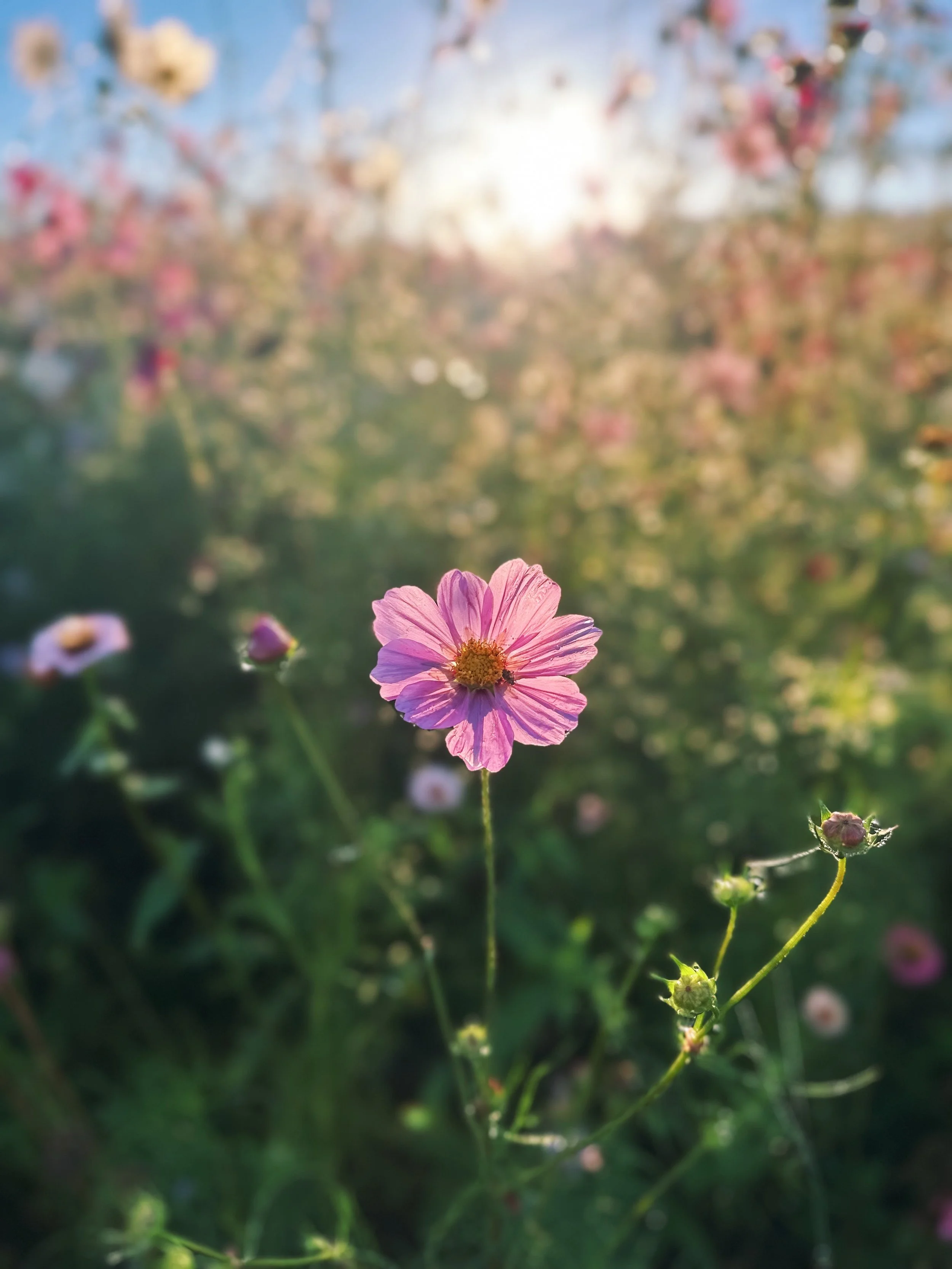 FullSizeRender_VSCO 165.JPG