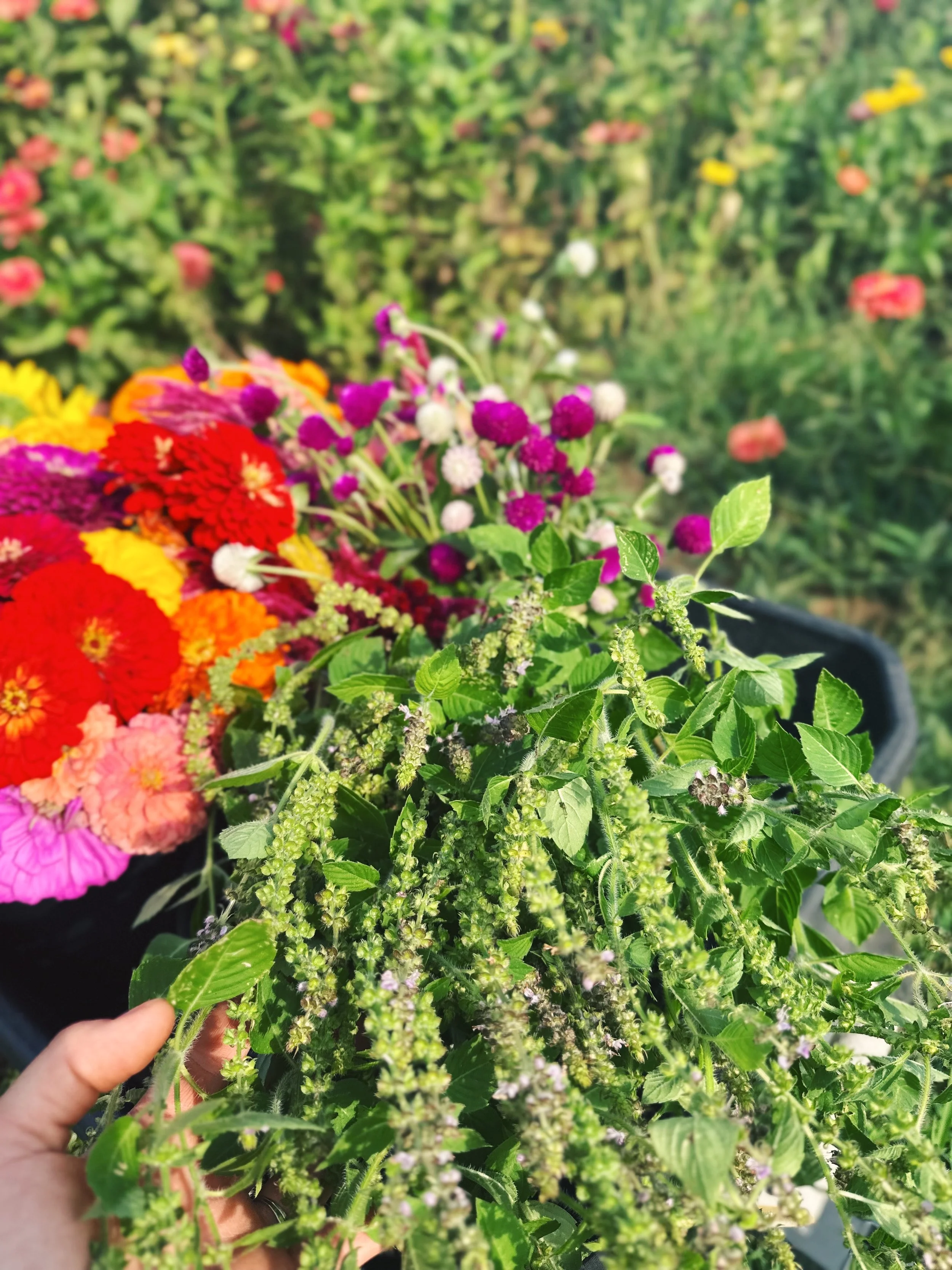 FullSizeRender_VSCO 168.JPG