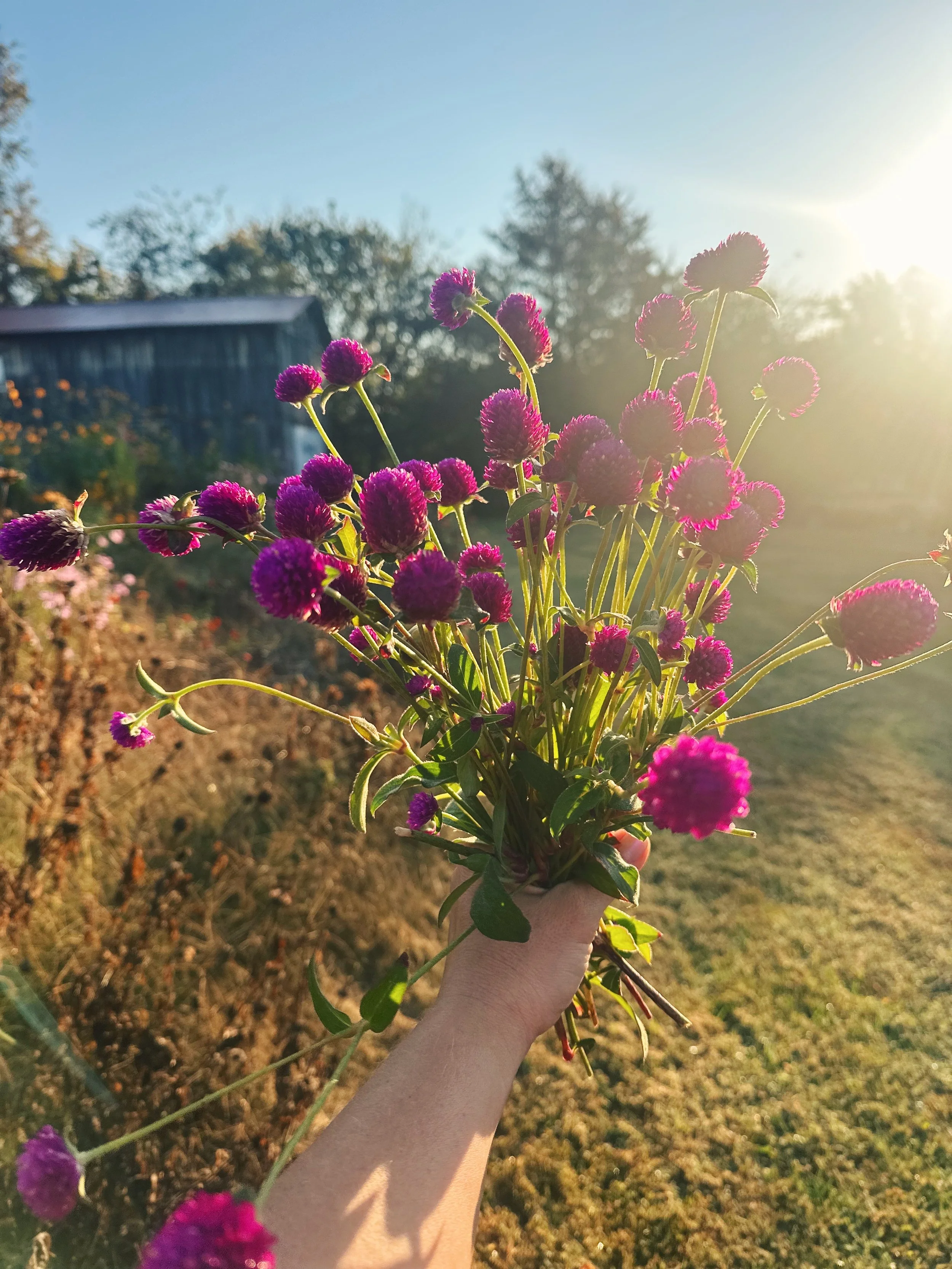  4 New Favorite Things I Grew in 2025