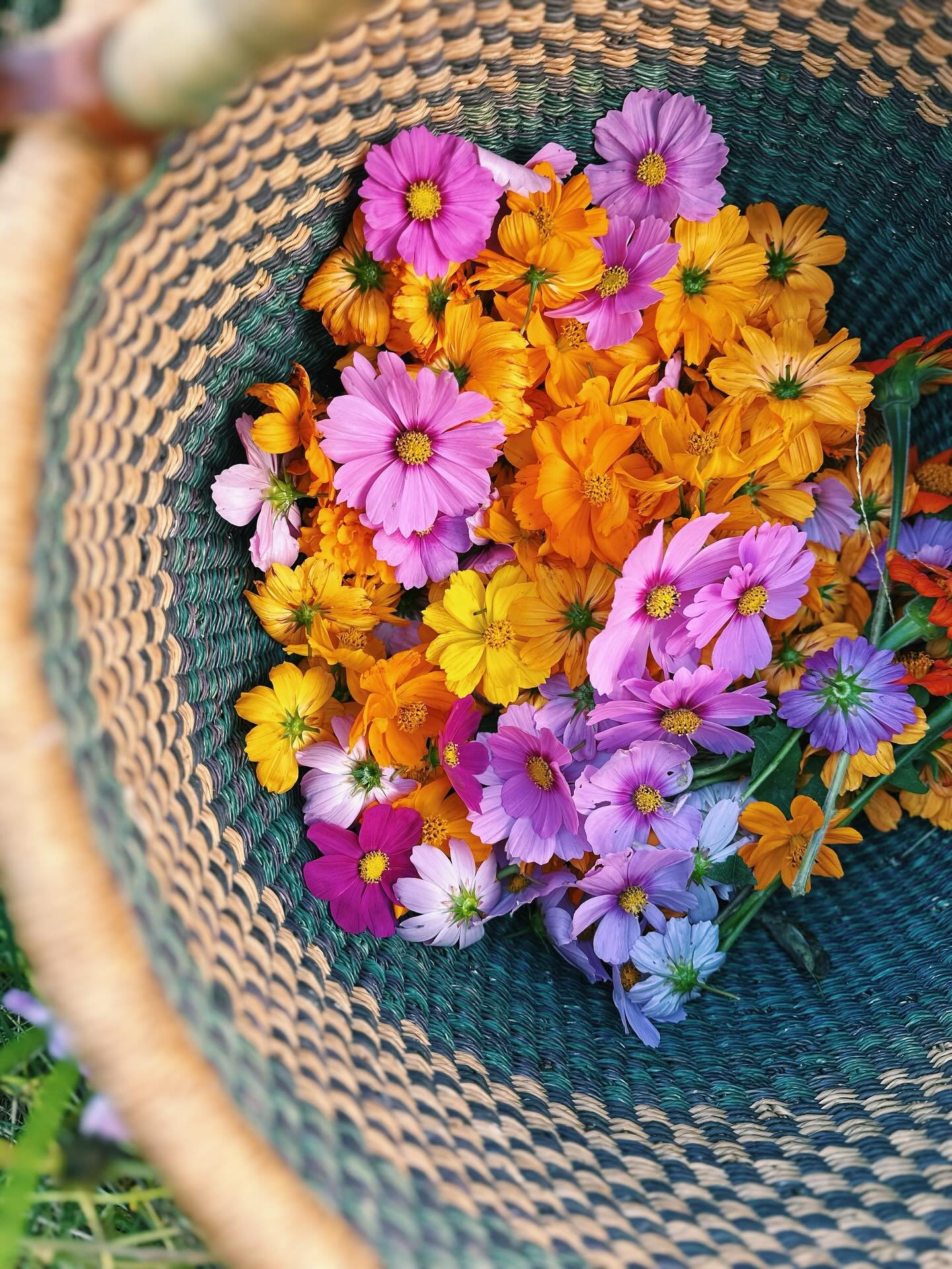 Harvesting the last cosmos for the flower press. 🌸 

#cosmosflowers #wildflowers #cosmosflower #flowerfarm #flowerfarmer #flowerfarming #regenerativefarming #thekindredfarm #womenwhofarmflowers